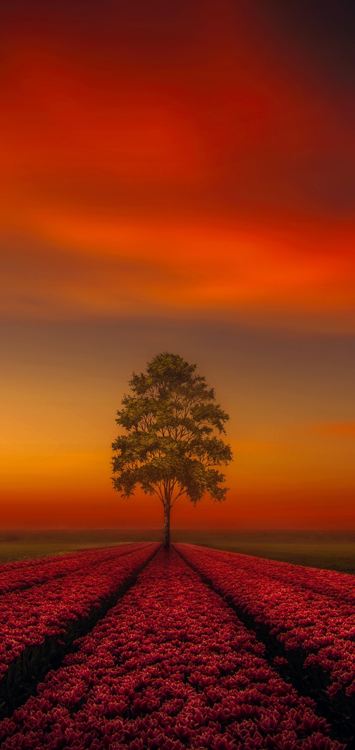 Download mobile wallpaper Nature, Horizon, Flower, Tree, Artistic, Tulip, Orange (Color), Pink Flower, Lonely Tree for free.