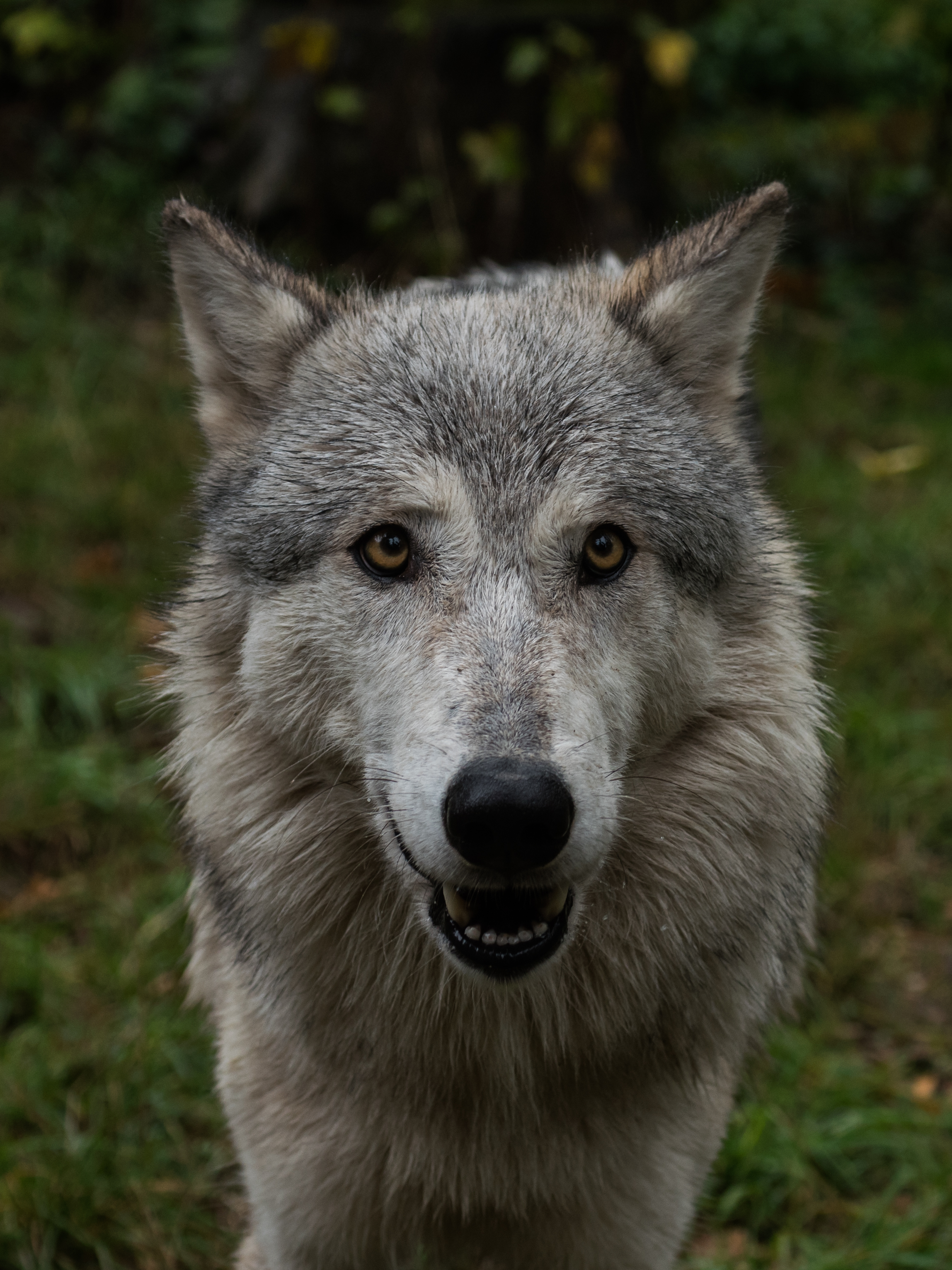 Free download wallpaper Muzzle, Nice, Sweetheart, Animals, Wolf on your PC desktop