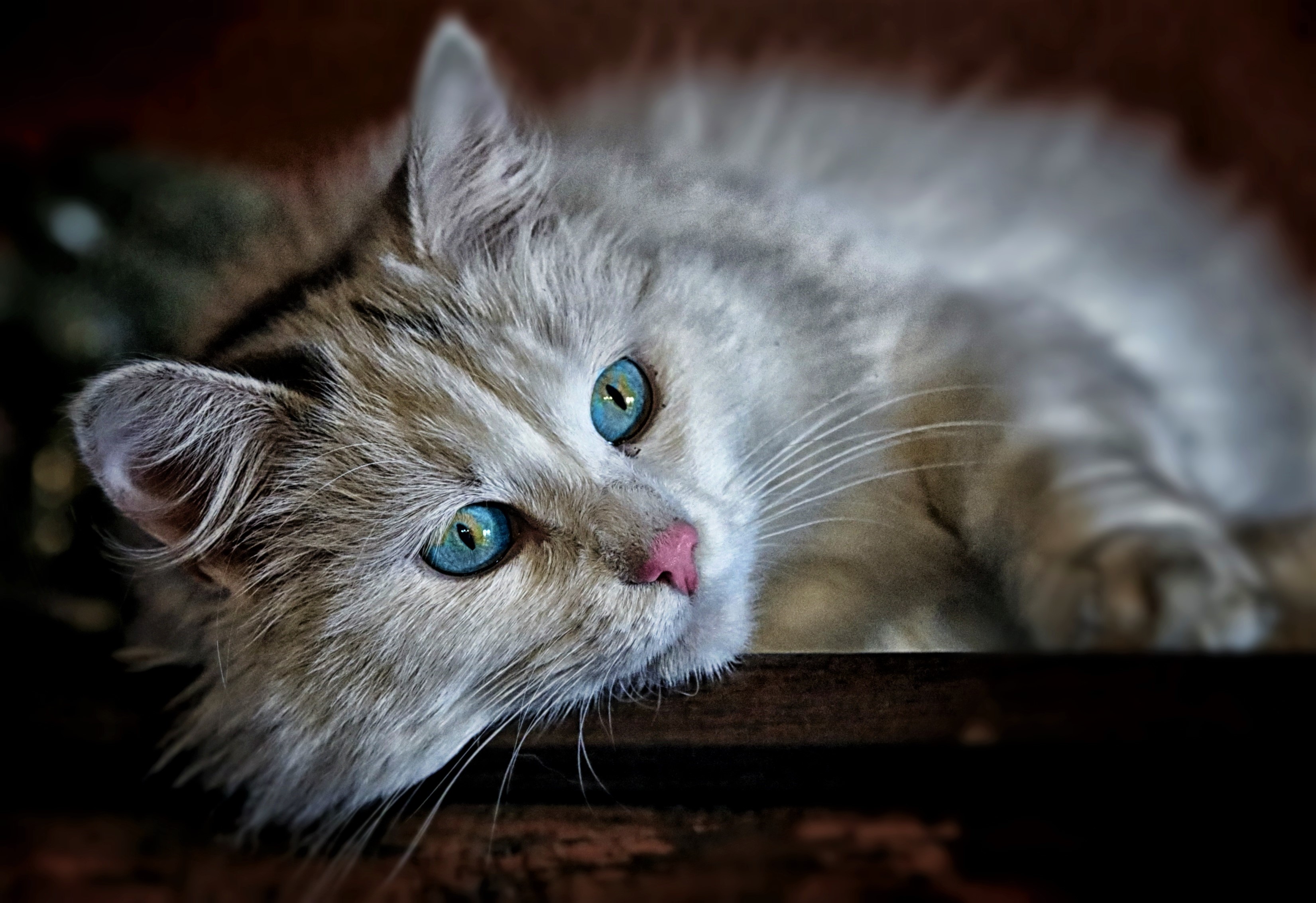 Download mobile wallpaper Cats, Cat, Animal, Blue Eyes for free.