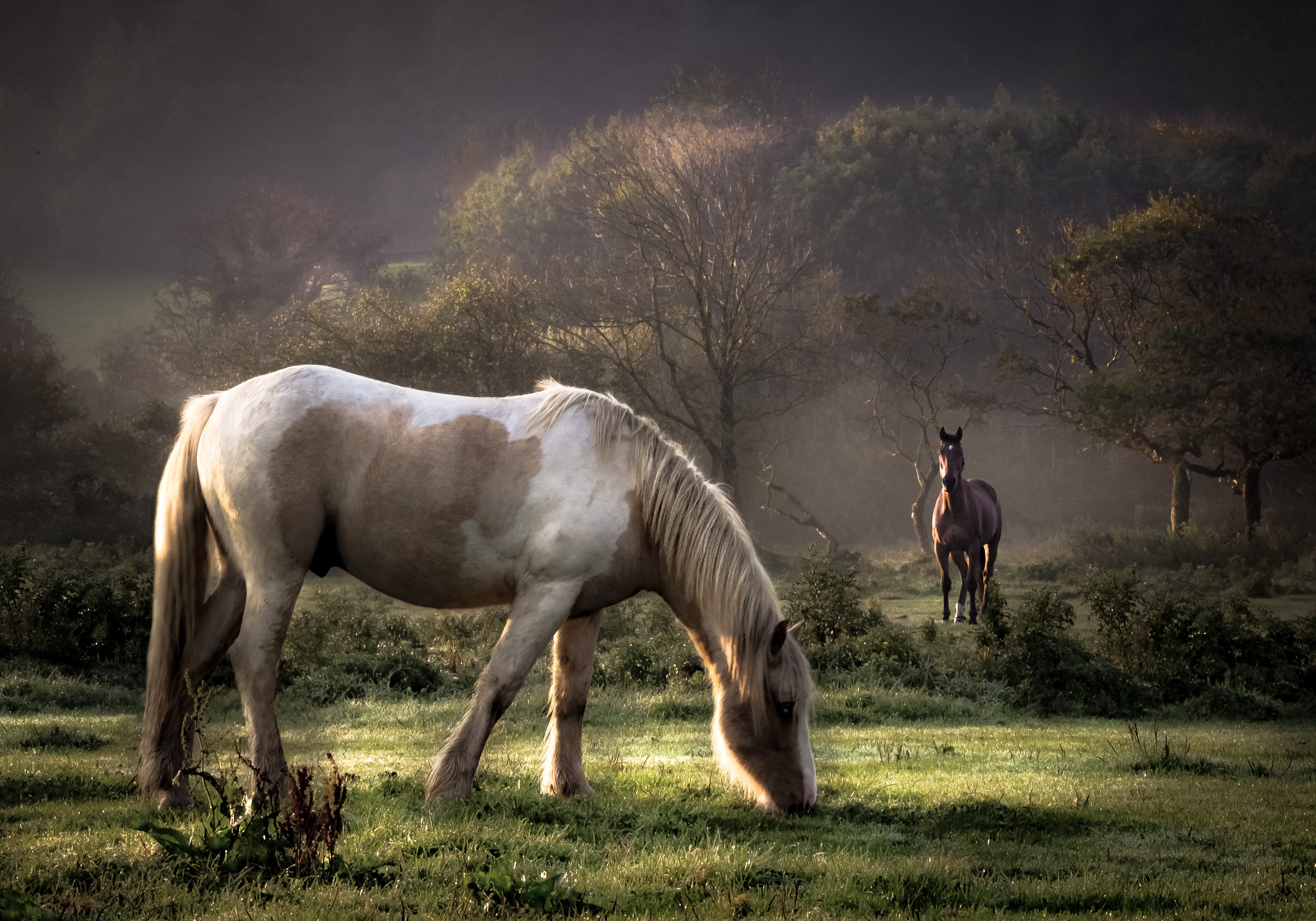 Téléchargez des papiers peints mobile Animaux, Cheval gratuitement.