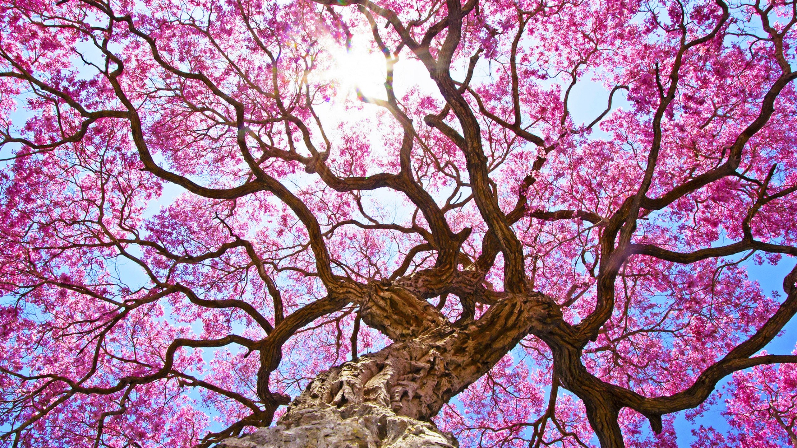 Download mobile wallpaper Trees, Tree, Earth, Spring, Canopy, Blossom, Pink Flower, Sunshine for free.