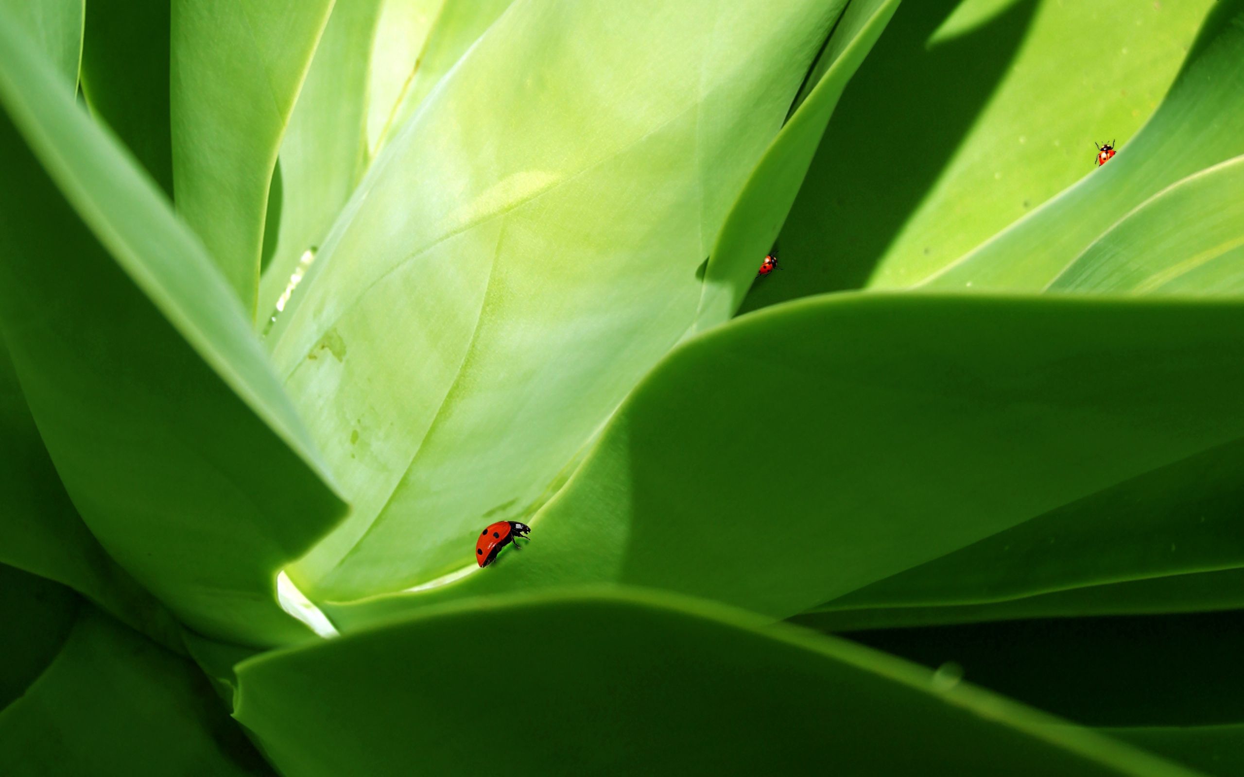 greens, grass, macro, insect, ladybug, ladybird, crawl images