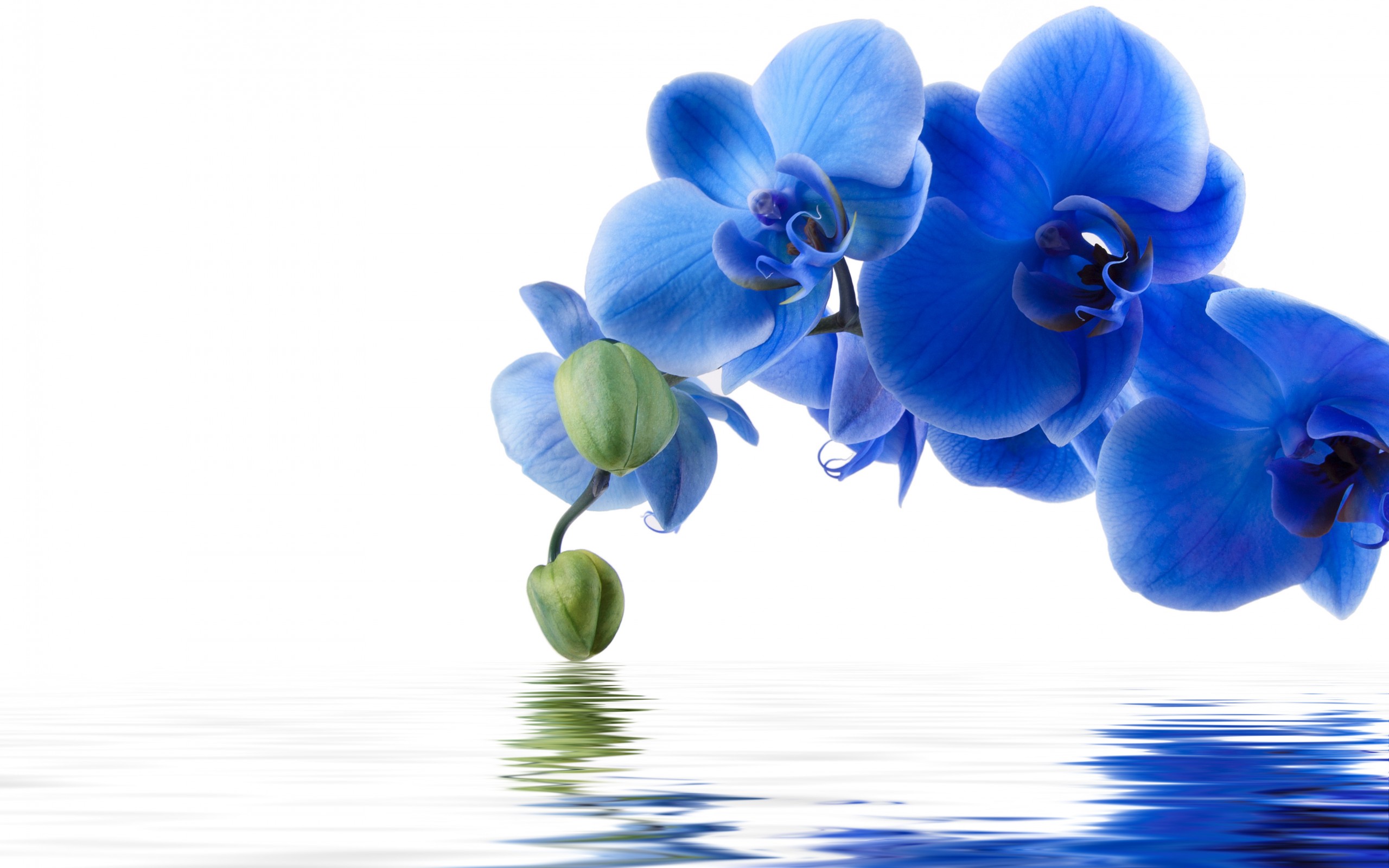 Descarga gratuita de fondo de pantalla para móvil de Flores, Flor, Orquídea, Tierra/naturaleza, Reflejo, Flor Azul.