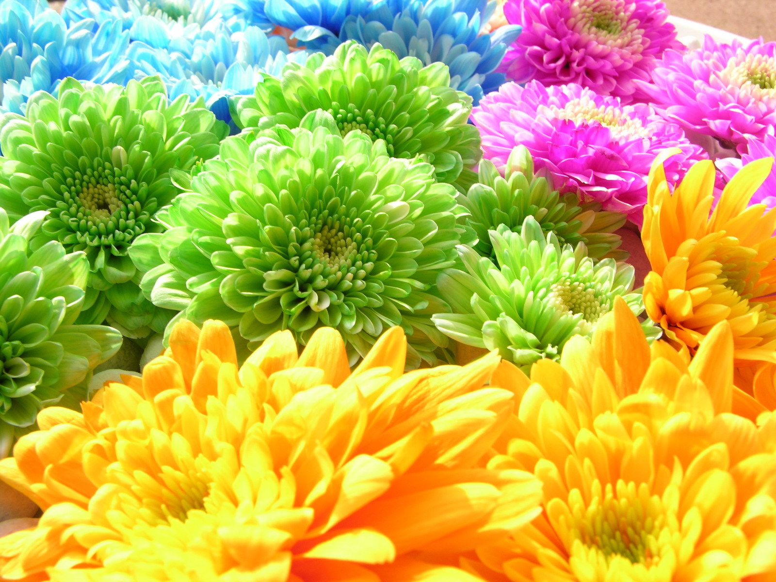 10745 скачать обои хризантемы, цветы, растения, фон, радуга - заставки и картинки бесплатно