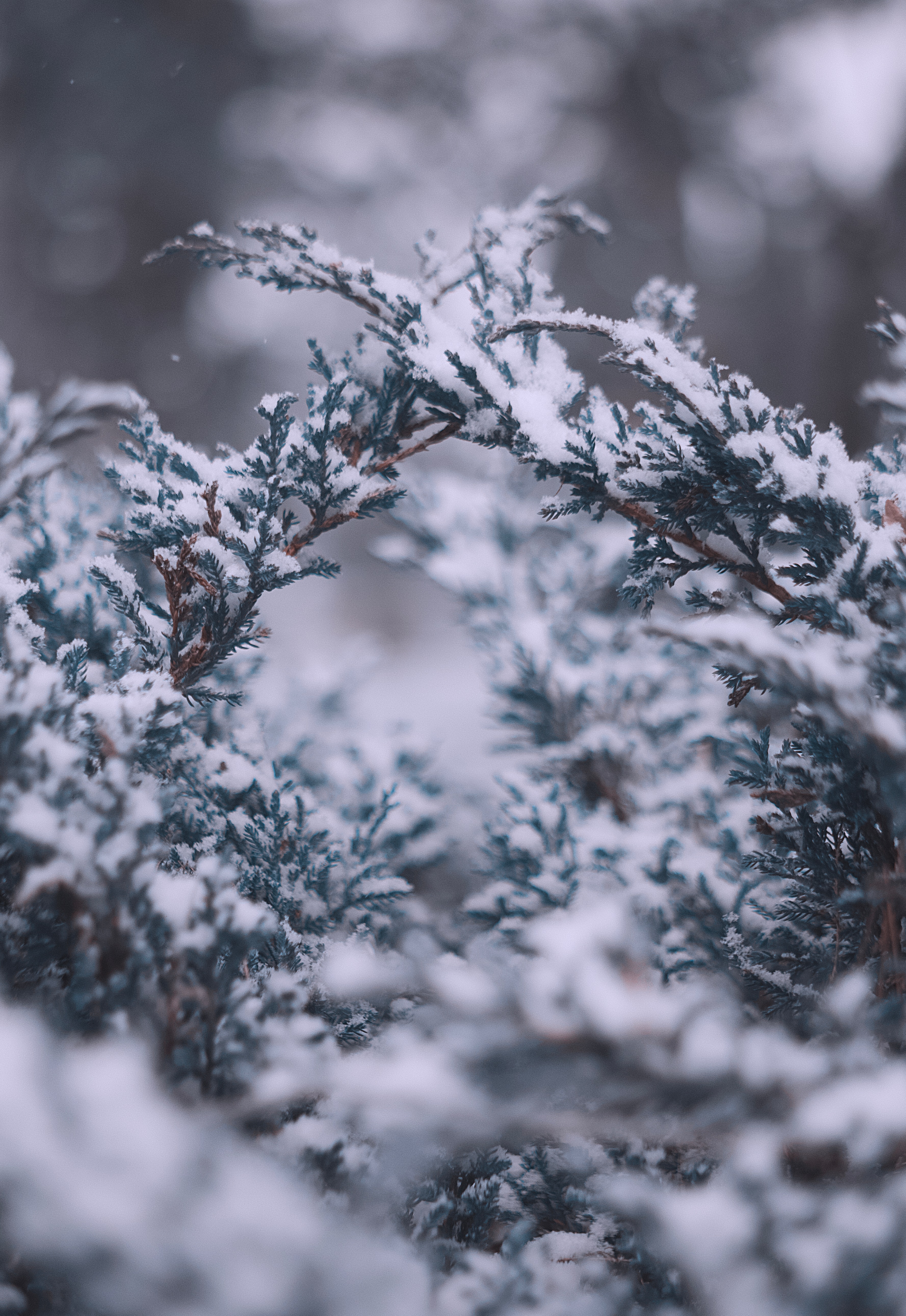 Téléchargez gratuitement l'image Neige, Macro, Branches, Hiver sur le bureau de votre PC