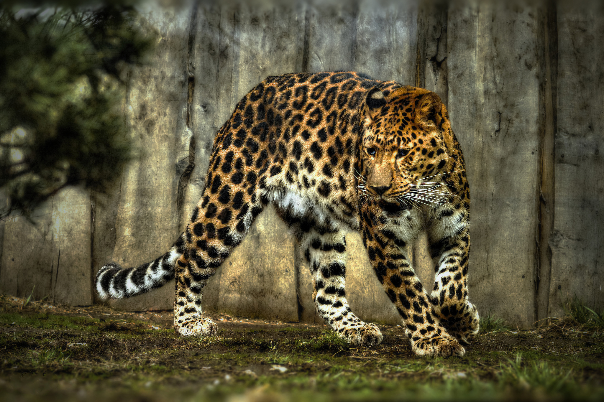 Download mobile wallpaper Jaguar, Cats, Animal for free.