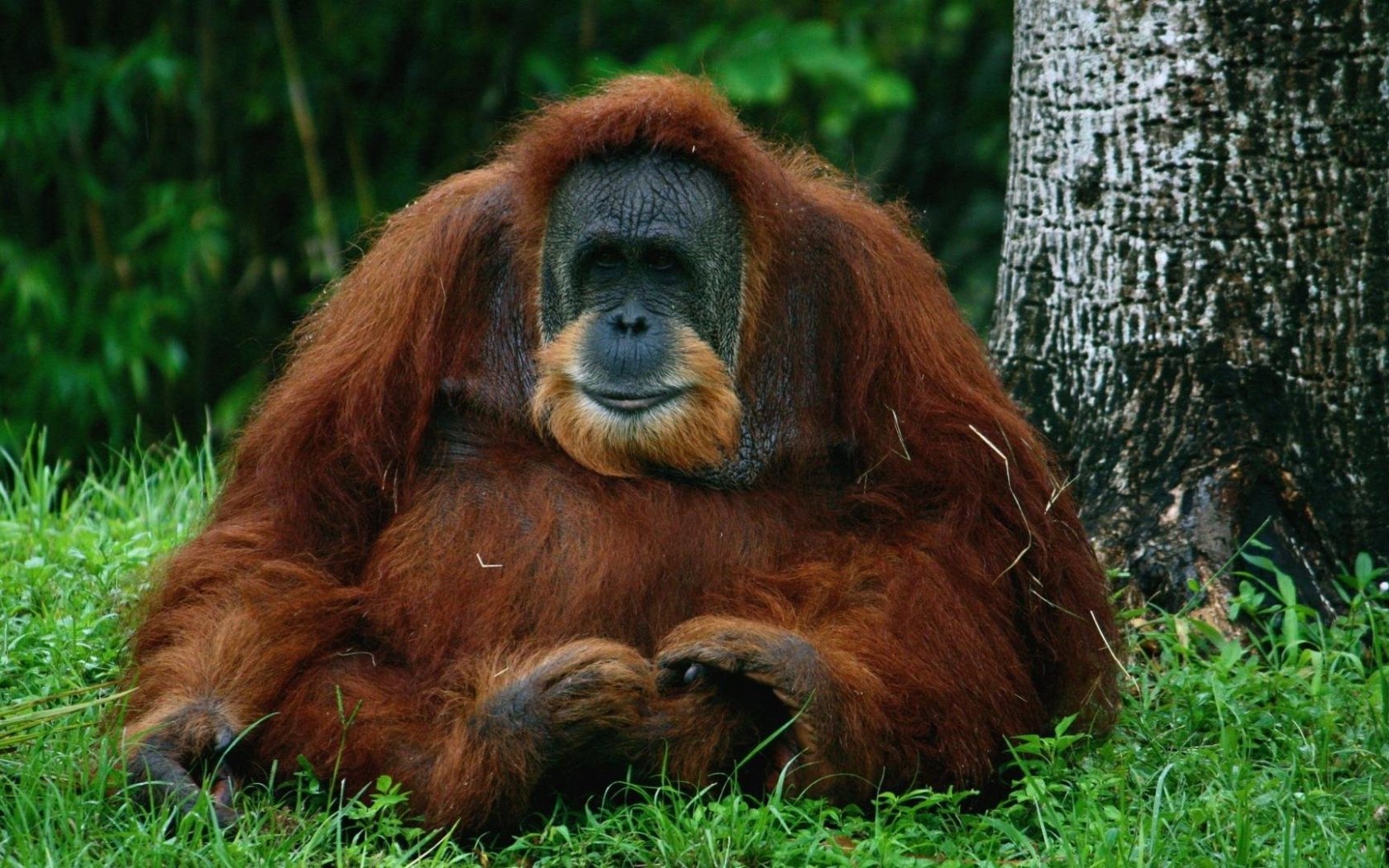 Download mobile wallpaper Earth, Orangutan, Ape for free.