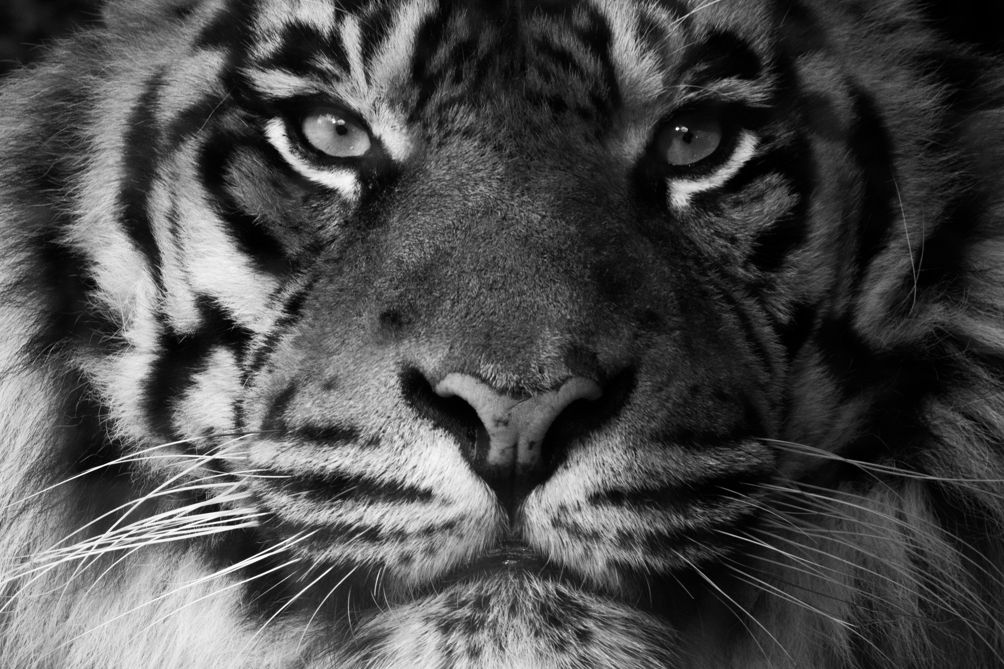 Laden Sie das Tiere, Katzen, Schnauze, Nahansicht, Tiger, Schwarz Weiß-Bild kostenlos auf Ihren PC-Desktop herunter