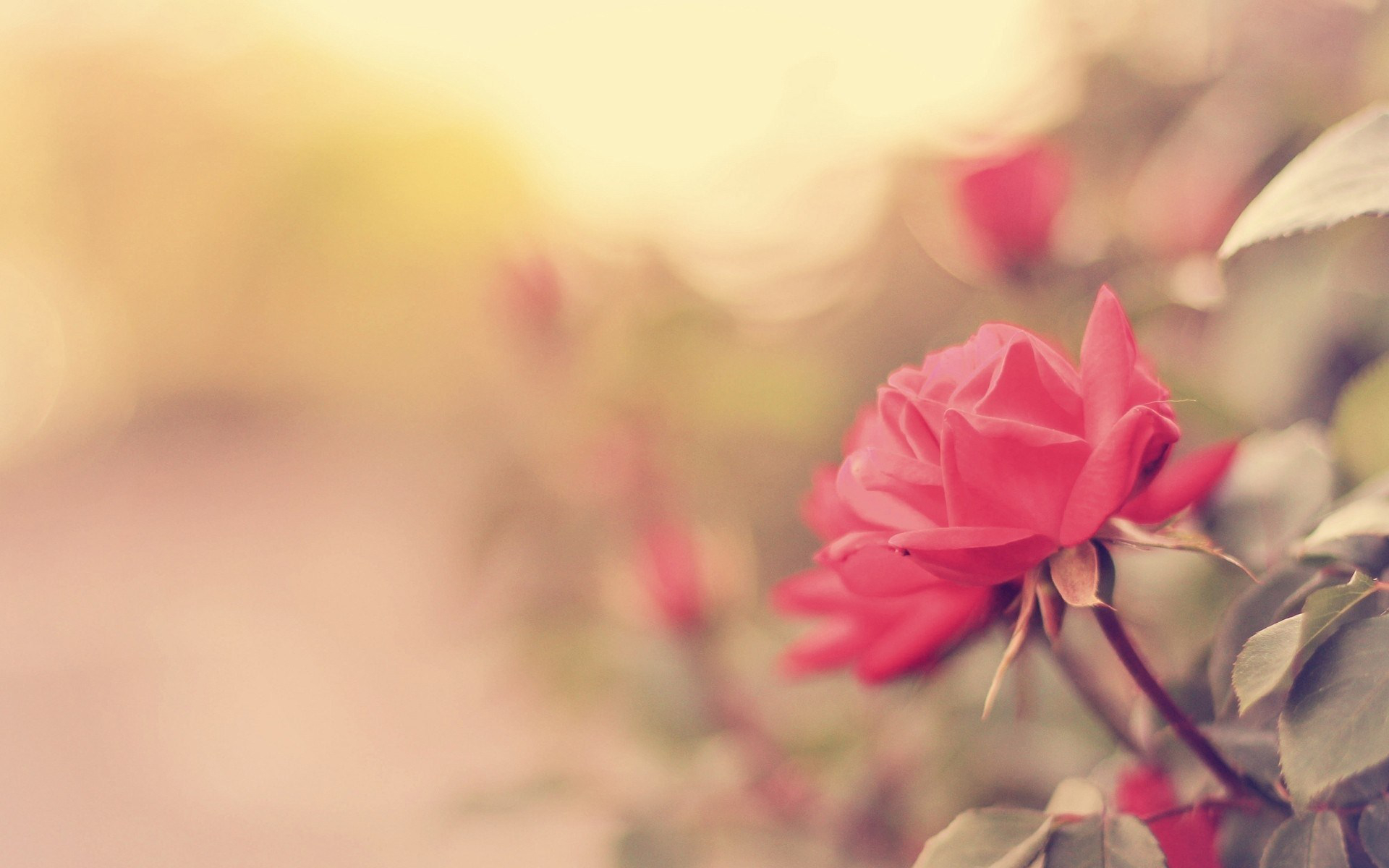 360405 Bildschirmschoner und Hintergrundbilder Blumen auf Ihrem Telefon. Laden Sie  Bilder kostenlos herunter