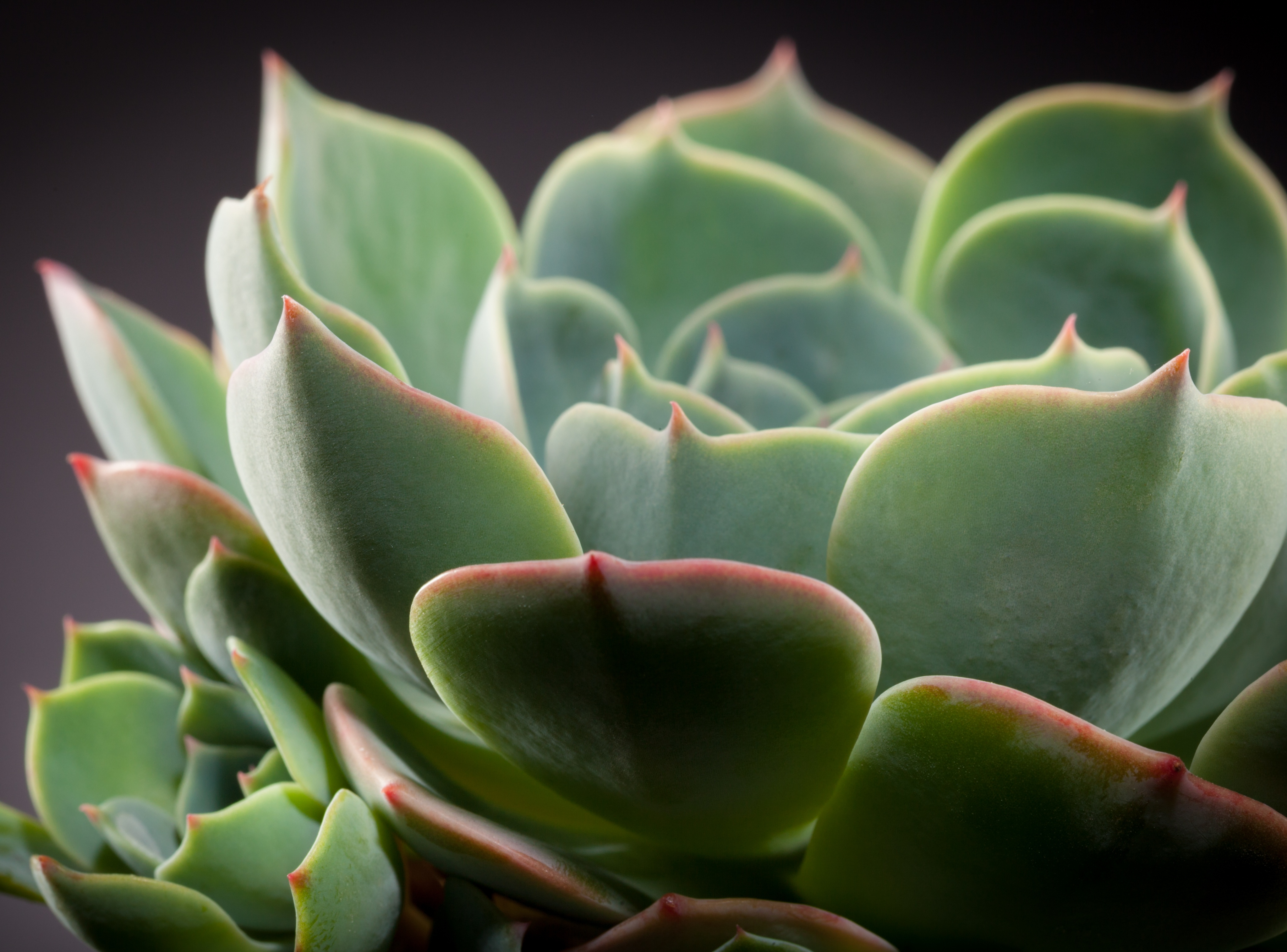 Téléchargez gratuitement l'image Cactus, Plante, Terre/nature sur le bureau de votre PC