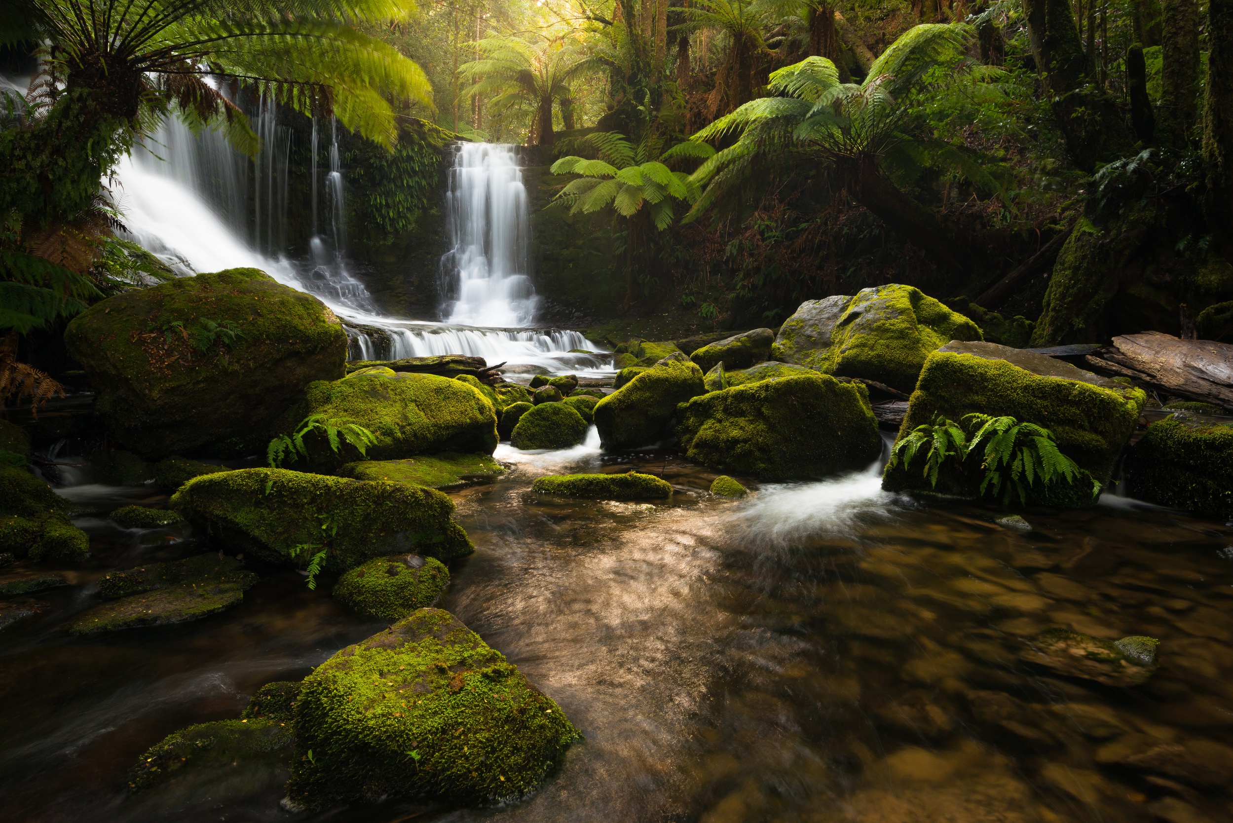 Download mobile wallpaper Waterfalls, Plant, Waterfall, Fern, Forest, Earth, Greenery, Rainforest for free.