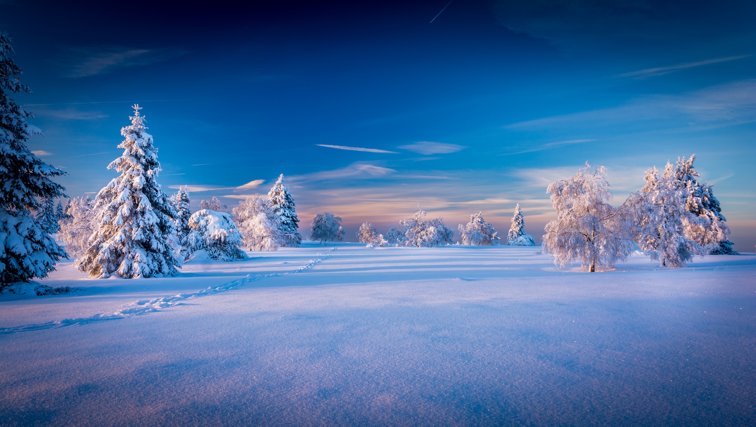 Free download wallpaper Winter, Snow, Park, Tree, Earth on your PC desktop