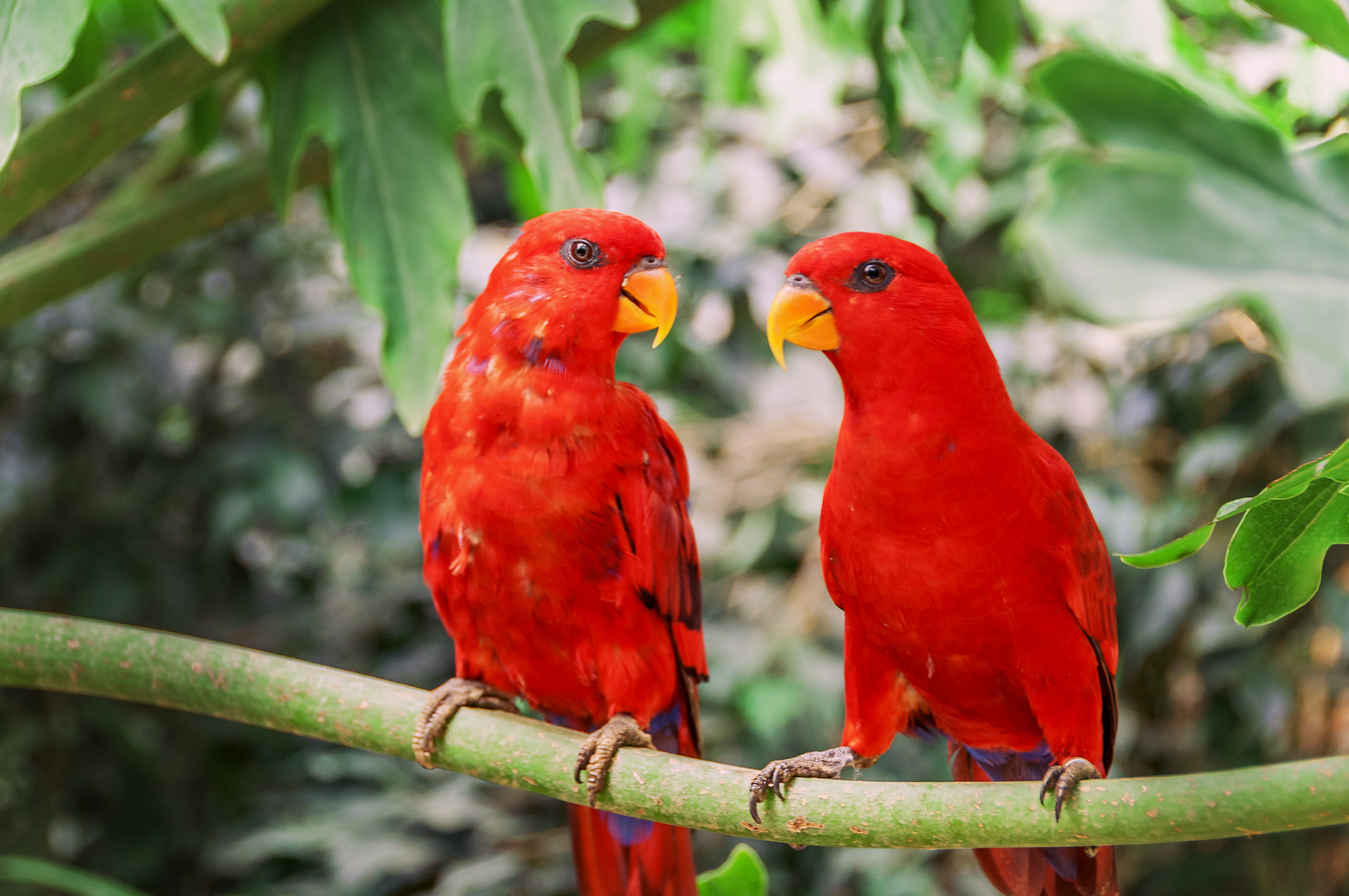 Download mobile wallpaper Birds, Animal, Parrot for free.