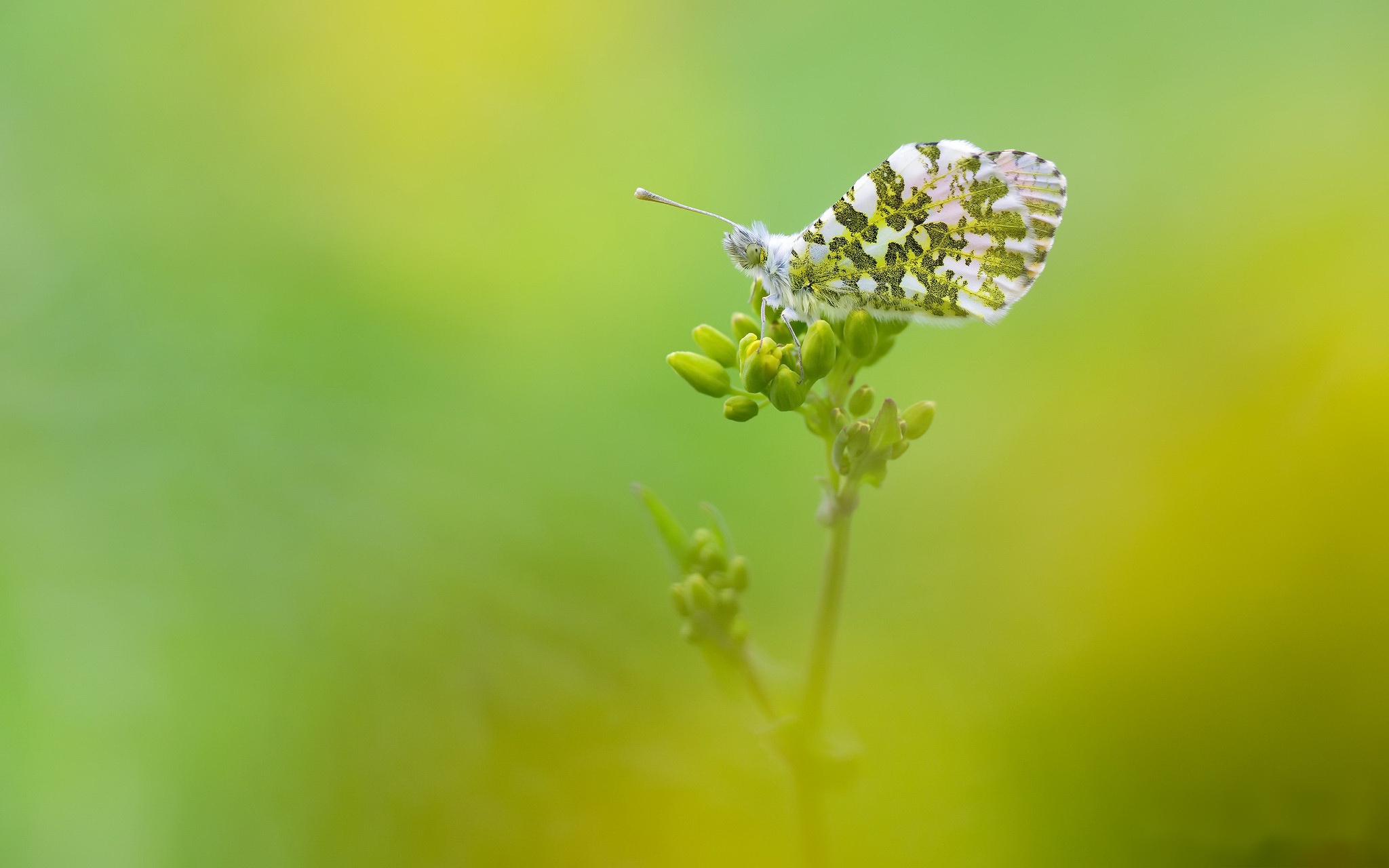 Download mobile wallpaper Flower, Macro, Insect, Butterfly, Animal for free.