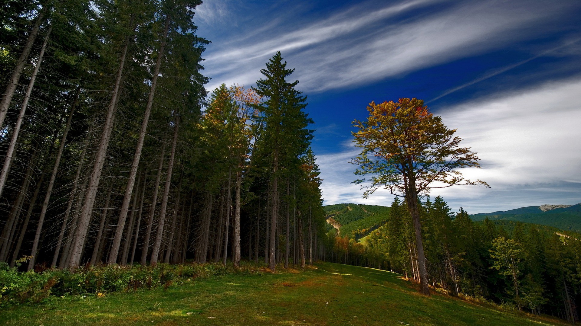 Téléchargez gratuitement l'image Forêt, Terre/nature sur le bureau de votre PC