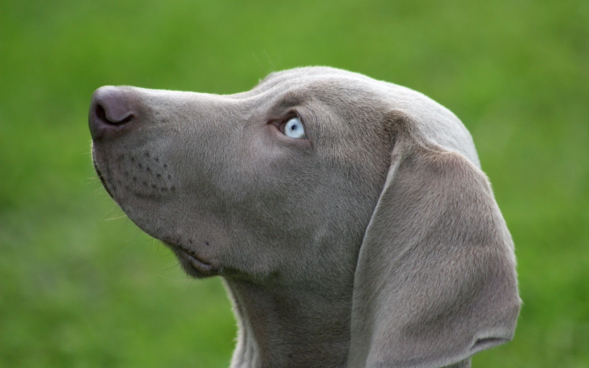 animals, dog, muzzle, profile, blue eyed HD wallpaper