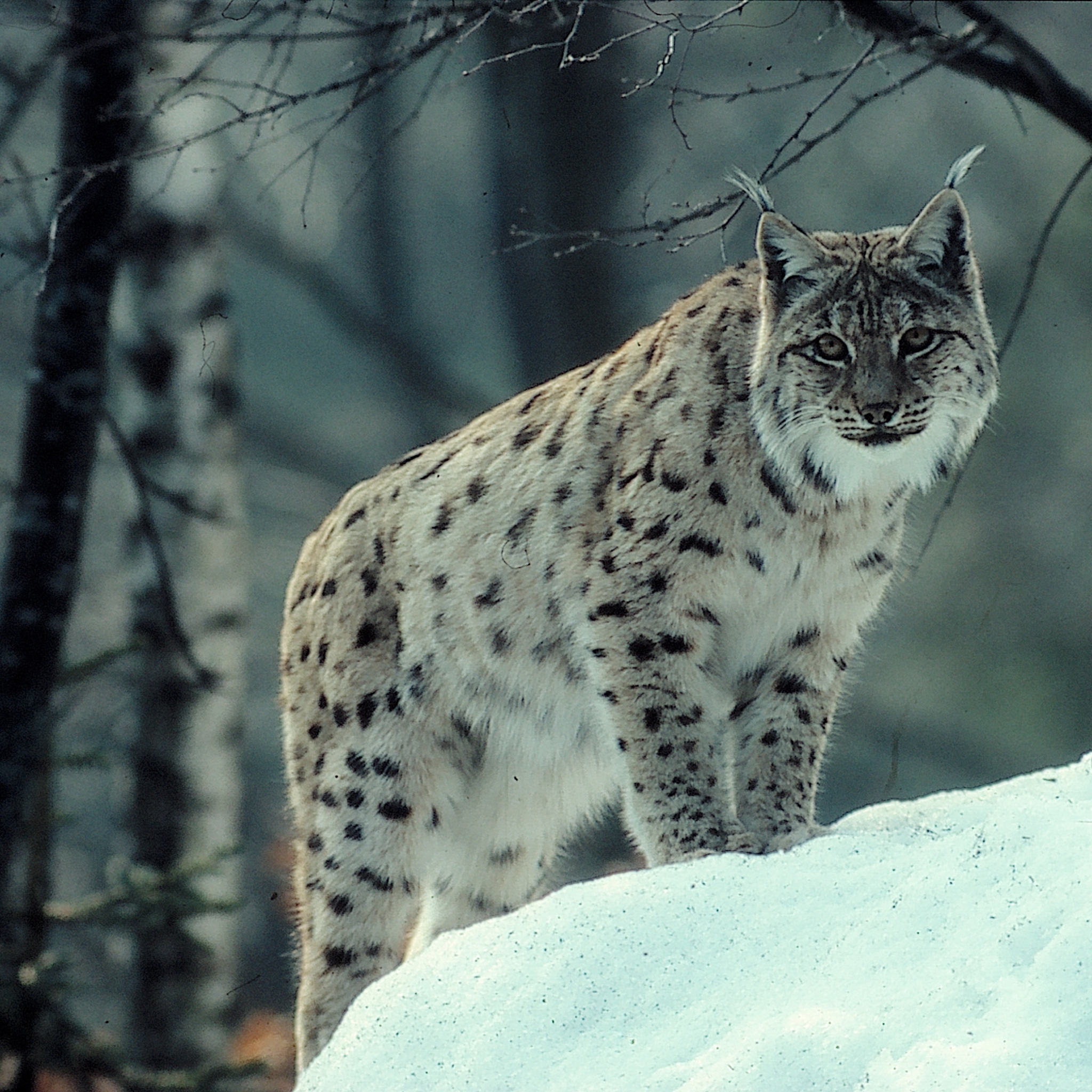 Téléchargez gratuitement l'image Animaux, Chats, Lynx sur le bureau de votre PC