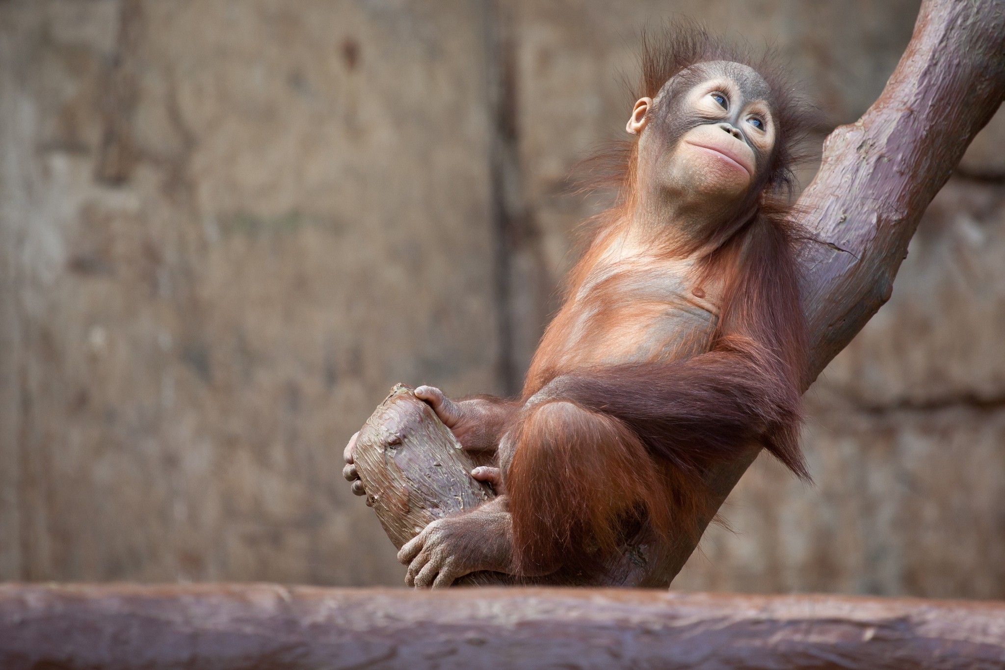 monkey, wood, animals, tree, orangutan Full HD