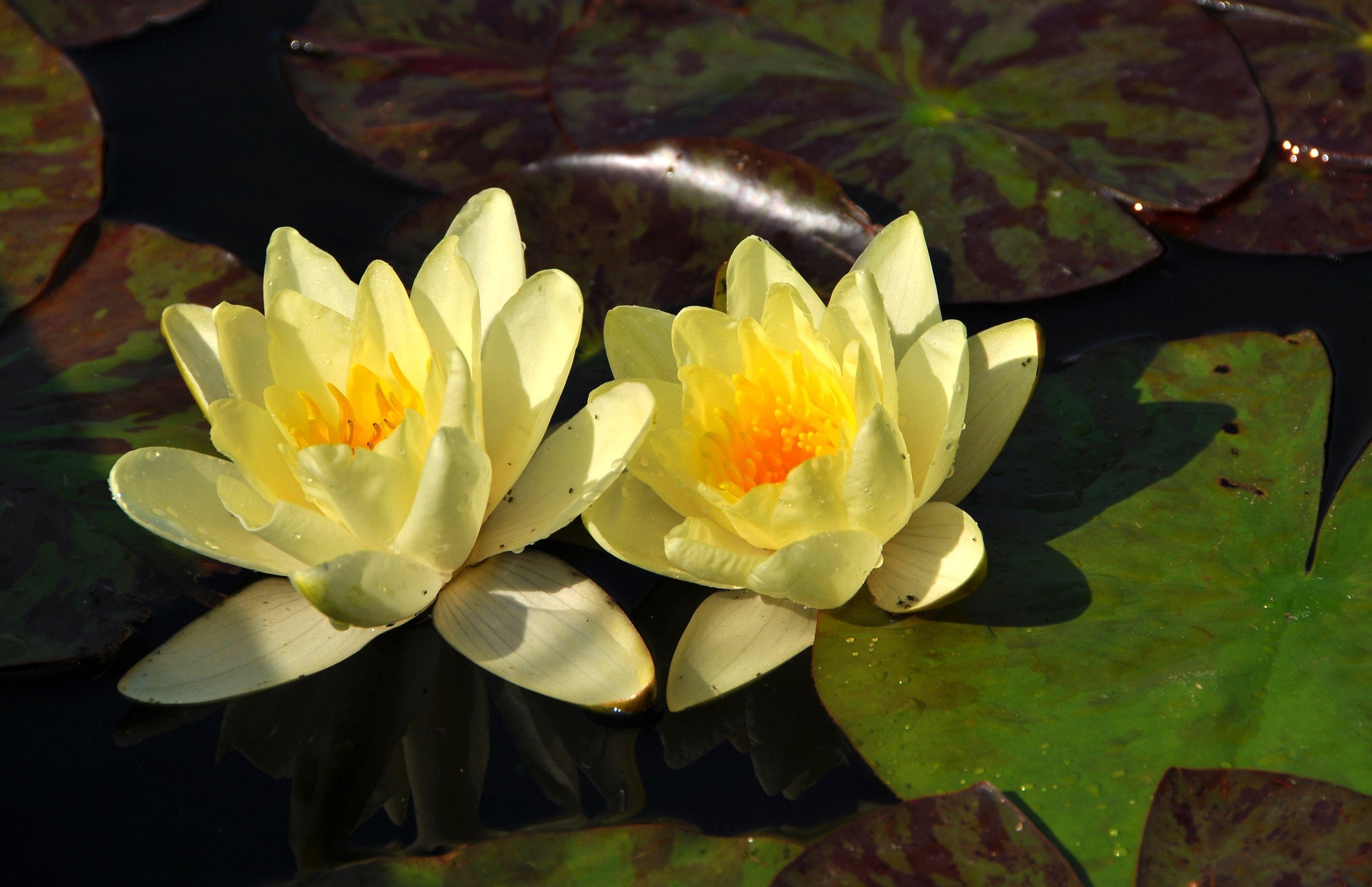 Download mobile wallpaper Reflection, Leaves, Flowers, Drops, Water Lilies, Water, Pair, Couple for free.