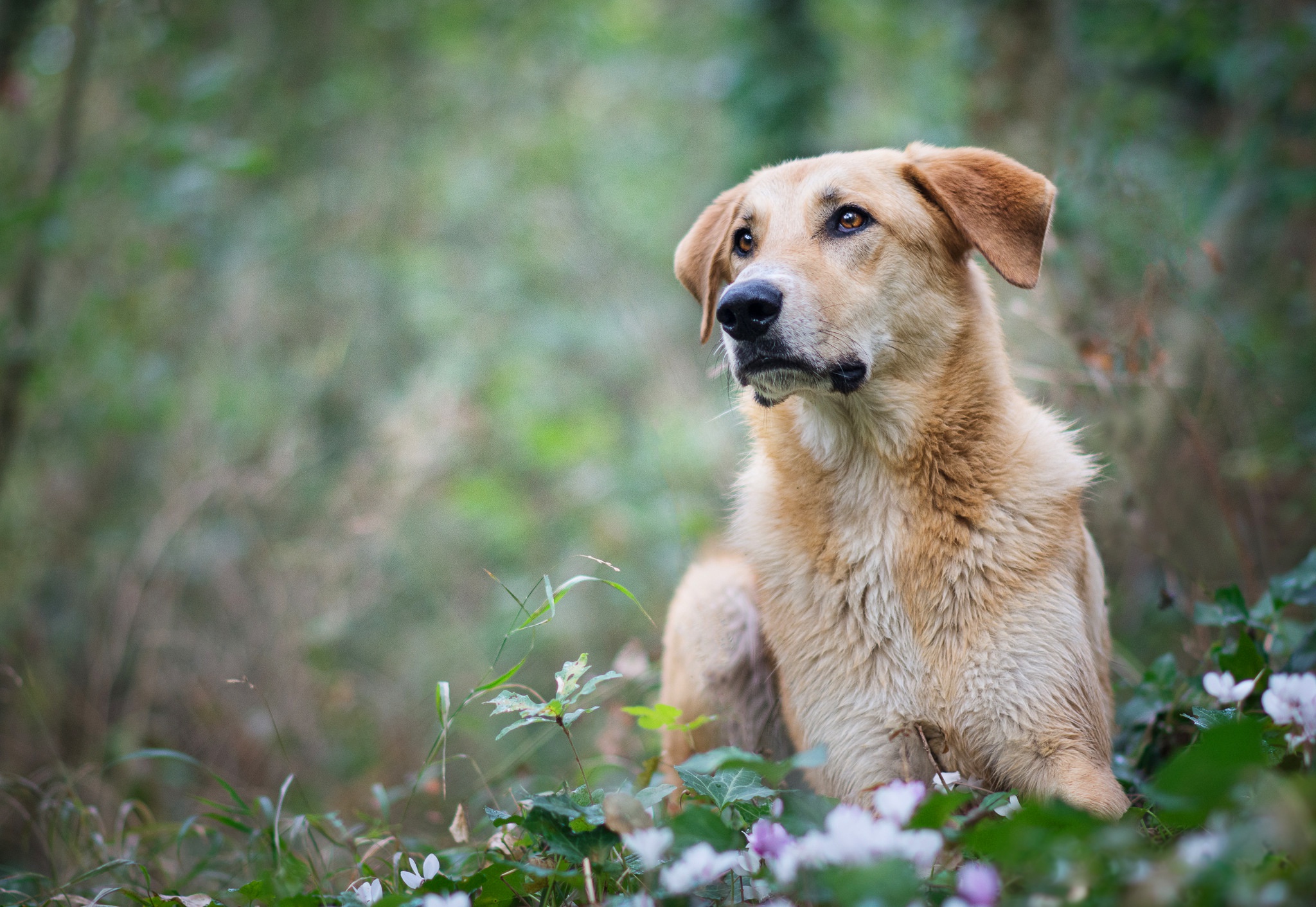 PCデスクトップに動物, 犬, ゴールデンレトリバー画像を無料でダウンロード