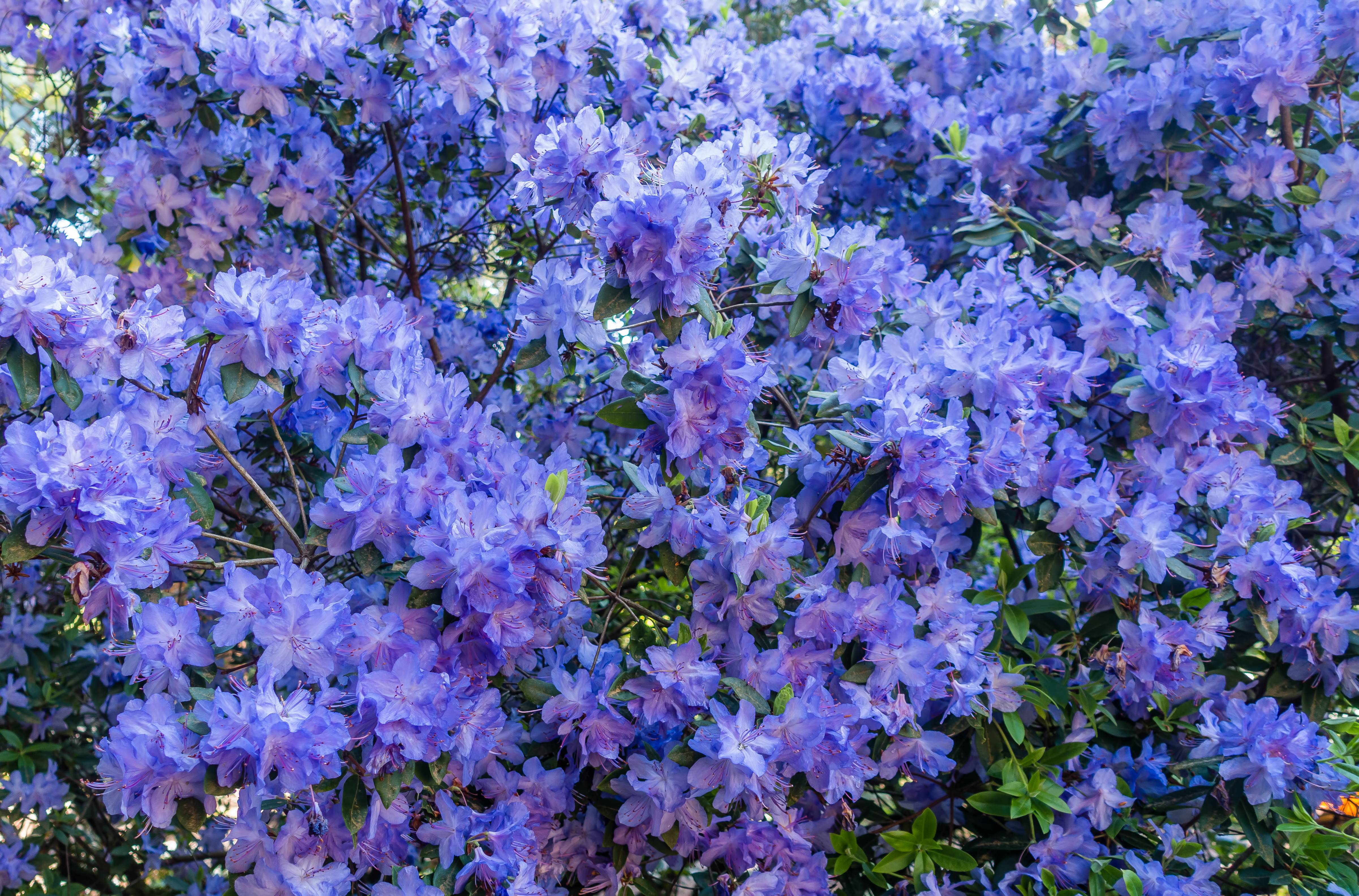 Download mobile wallpaper Flowers, Bush, Flower, Earth, Purple, Azalea, Blossom for free.