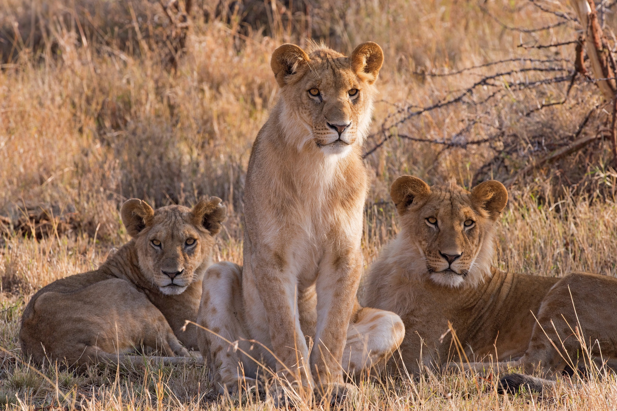 Téléchargez des papiers peints mobile Lion, Chats, Animaux gratuitement.