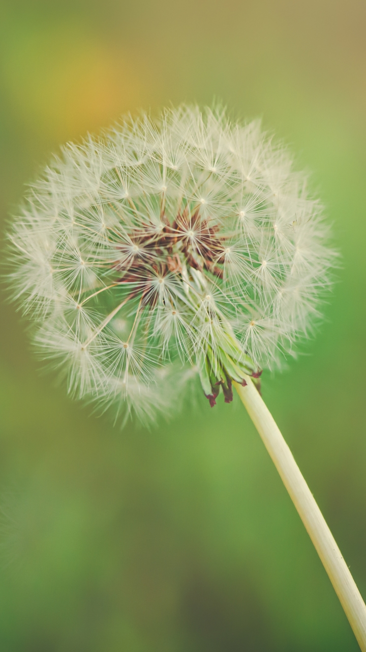 Download mobile wallpaper Earth, Dandelion for free.