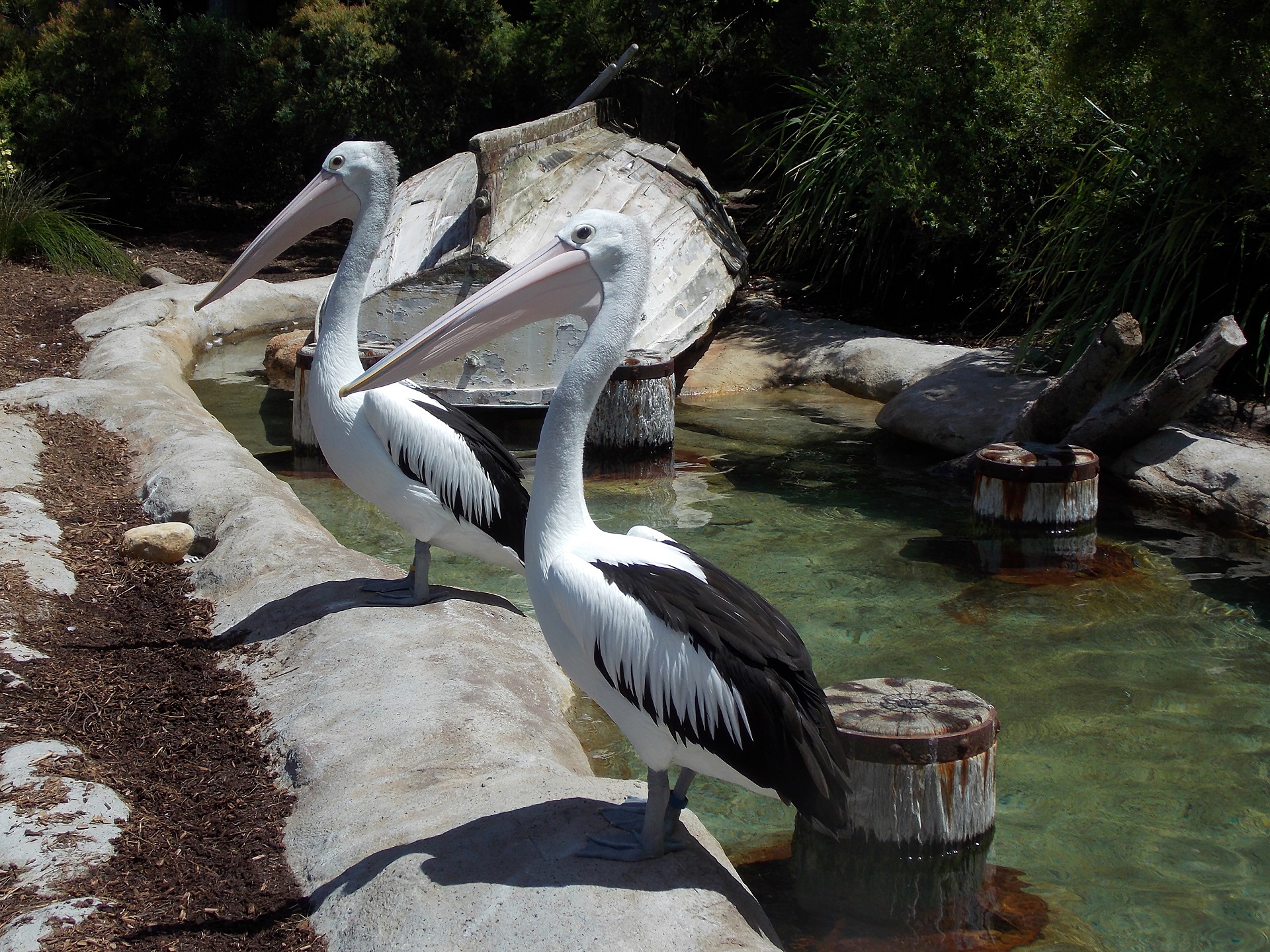 Free download wallpaper Birds, Bird, Animal, Pelican, Zoo on your PC desktop