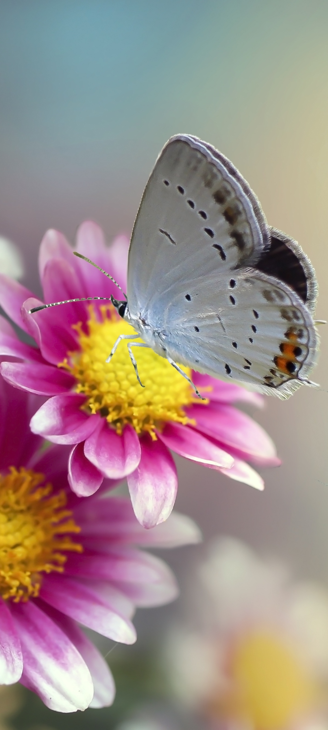 Téléchargez des papiers peints mobile Animaux, Chrysanthème, Fleur, Macro, Insecte, Papillon gratuitement.