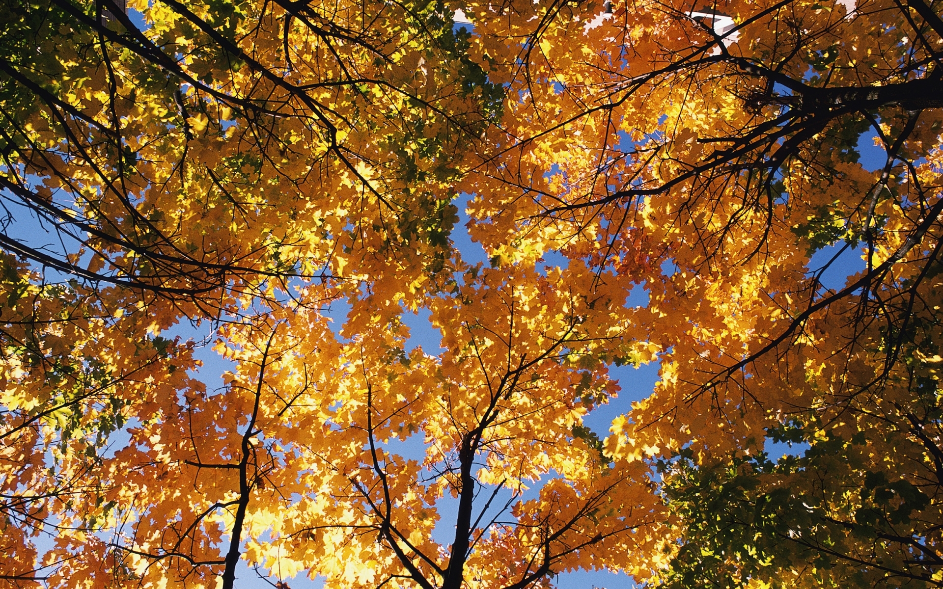 Скачать обои бесплатно Деревья, Осень, Пейзаж картинка на рабочий стол ПК