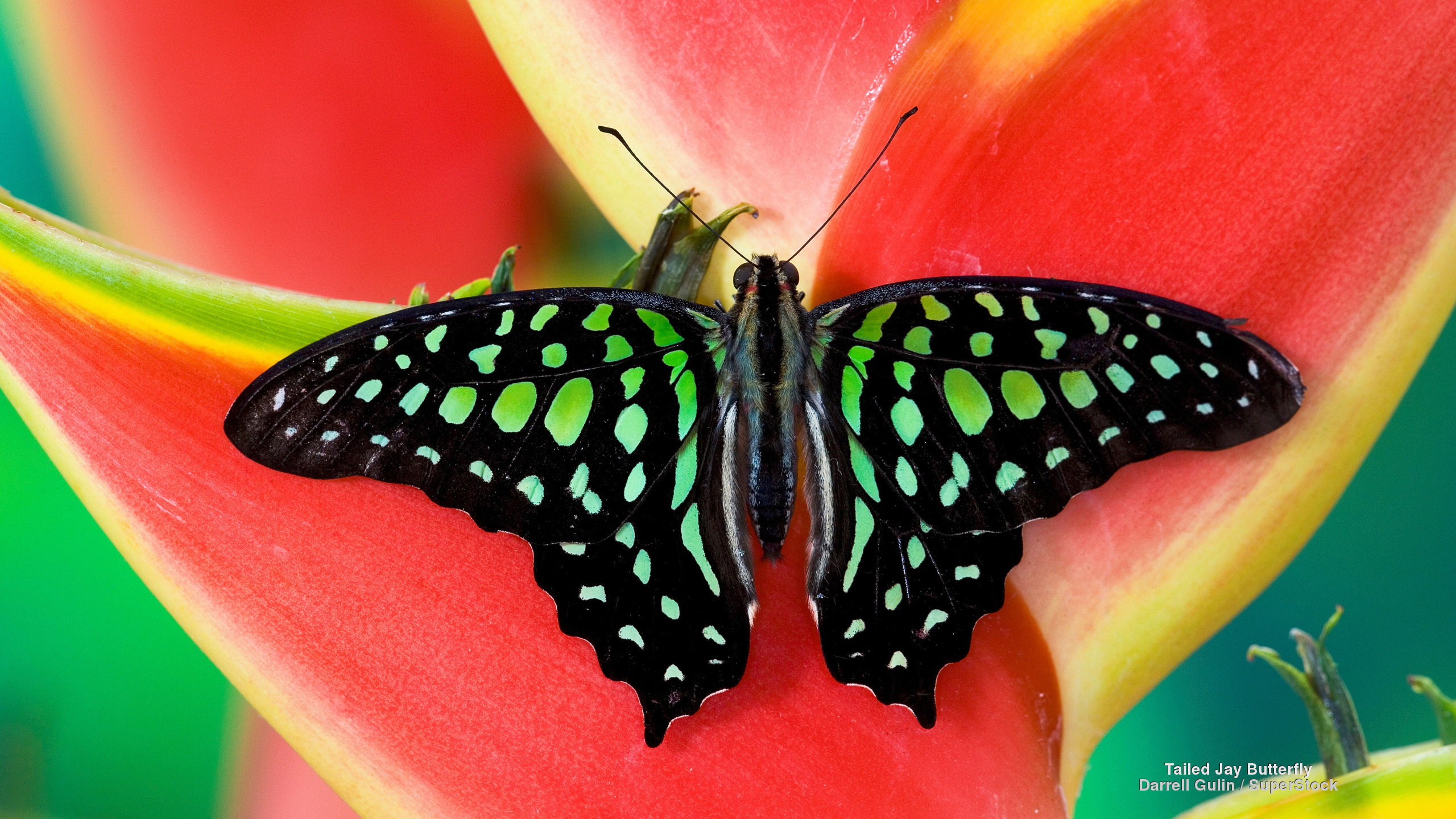 Descarga gratuita de fondo de pantalla para móvil de Animales, Flor, De Cerca, Insecto, Mariposa.