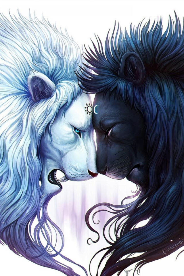 lion, animal, yin & yang, cats HD wallpaper