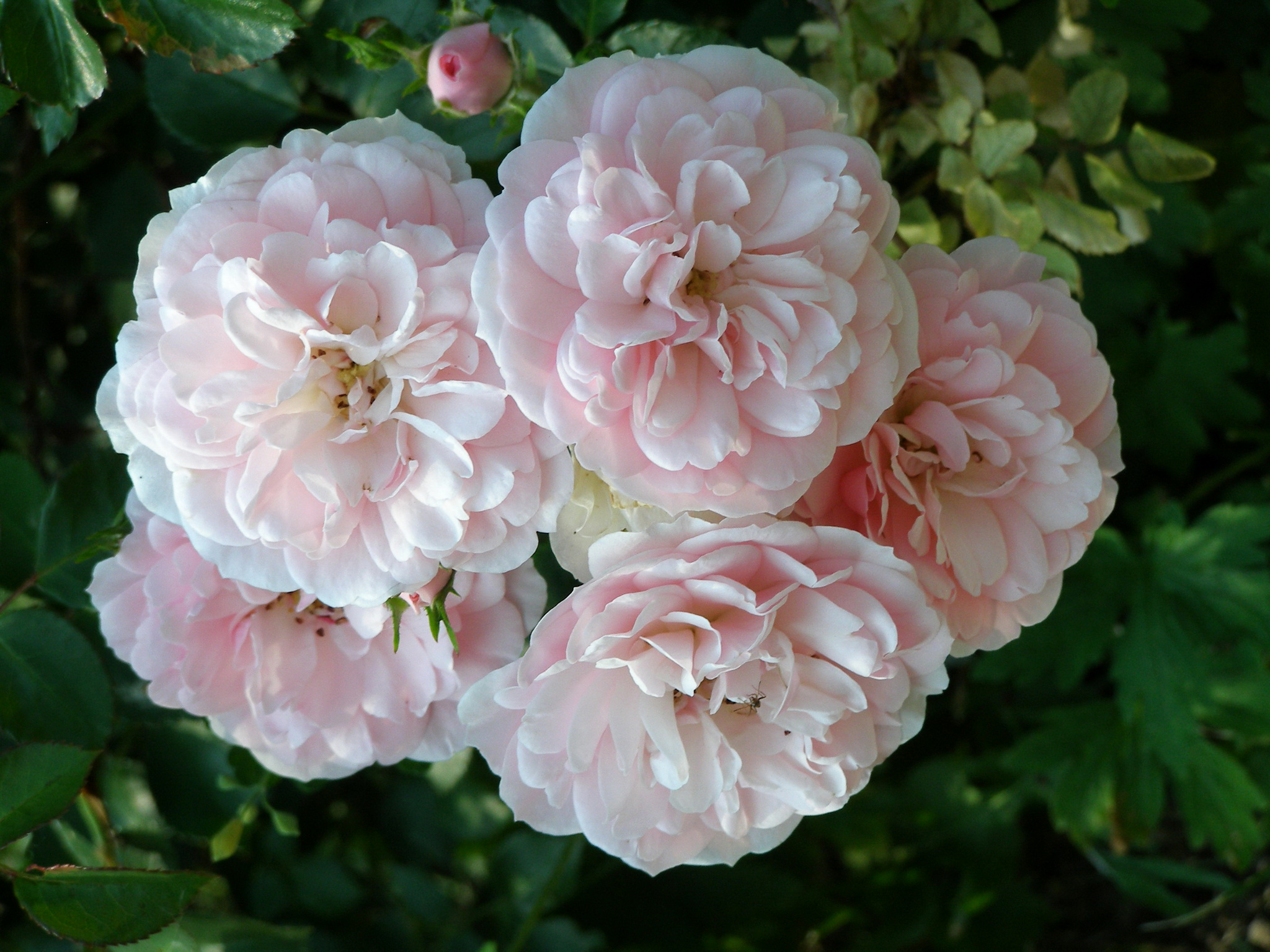 Descarga gratuita de fondo de pantalla para móvil de Flores, Rosa, Flor, Flor Rosa, Tierra/naturaleza.