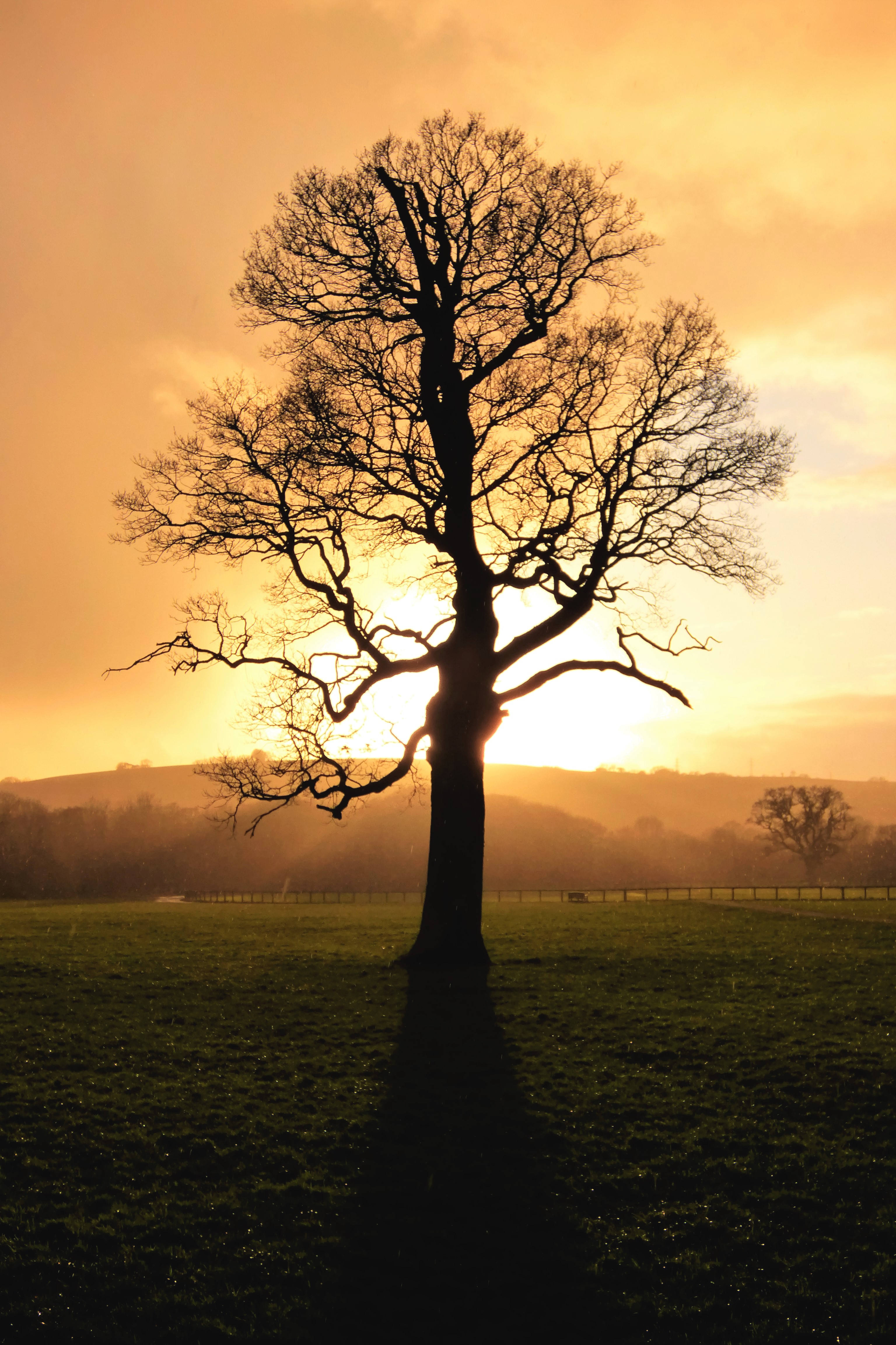 Free download wallpaper Tree, Dusk, Sunlight, Sunset, Wood, Nature, Twilight on your PC desktop