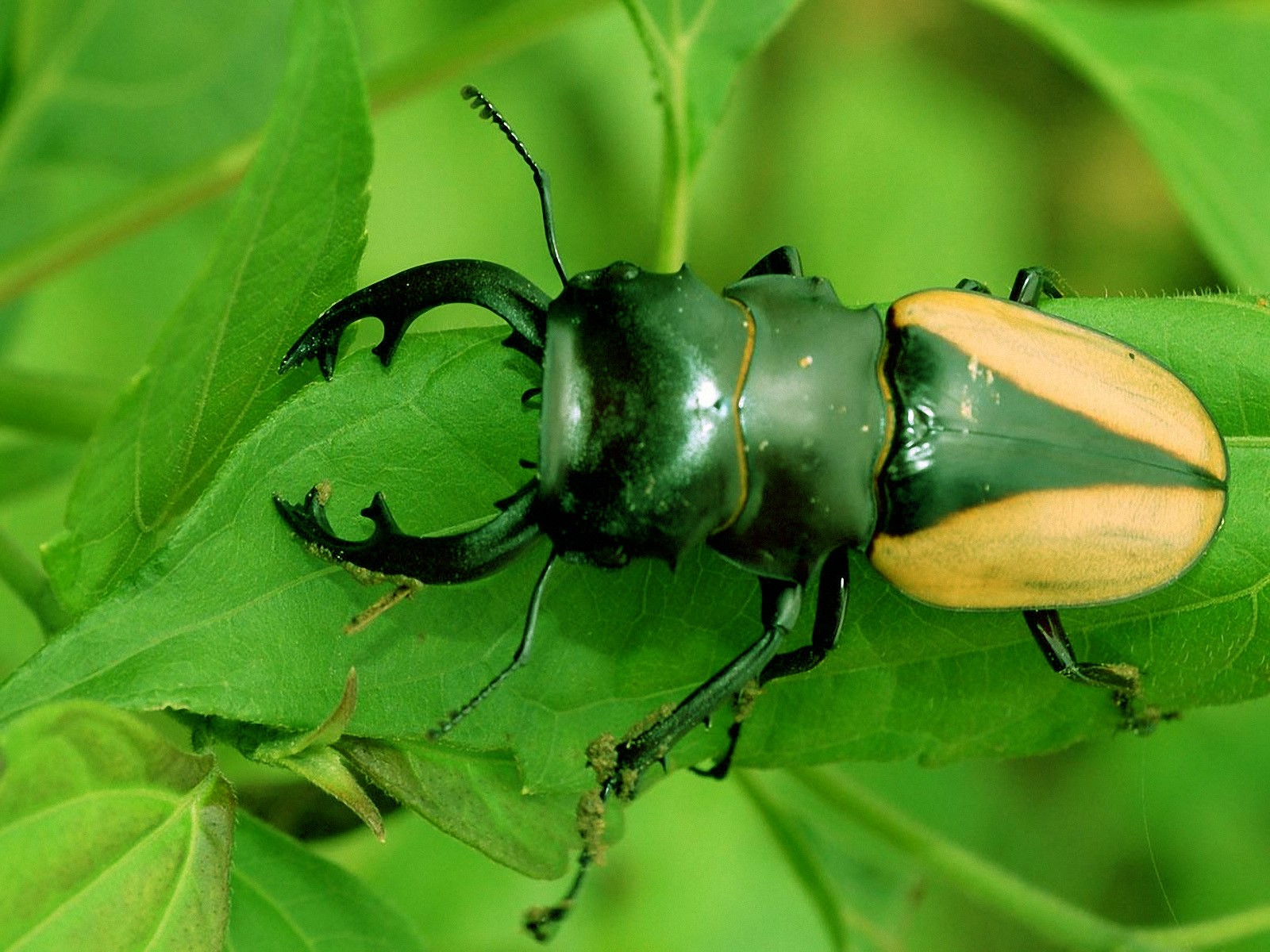 Téléchargez des papiers peints mobile Animaux, Insecte gratuitement.