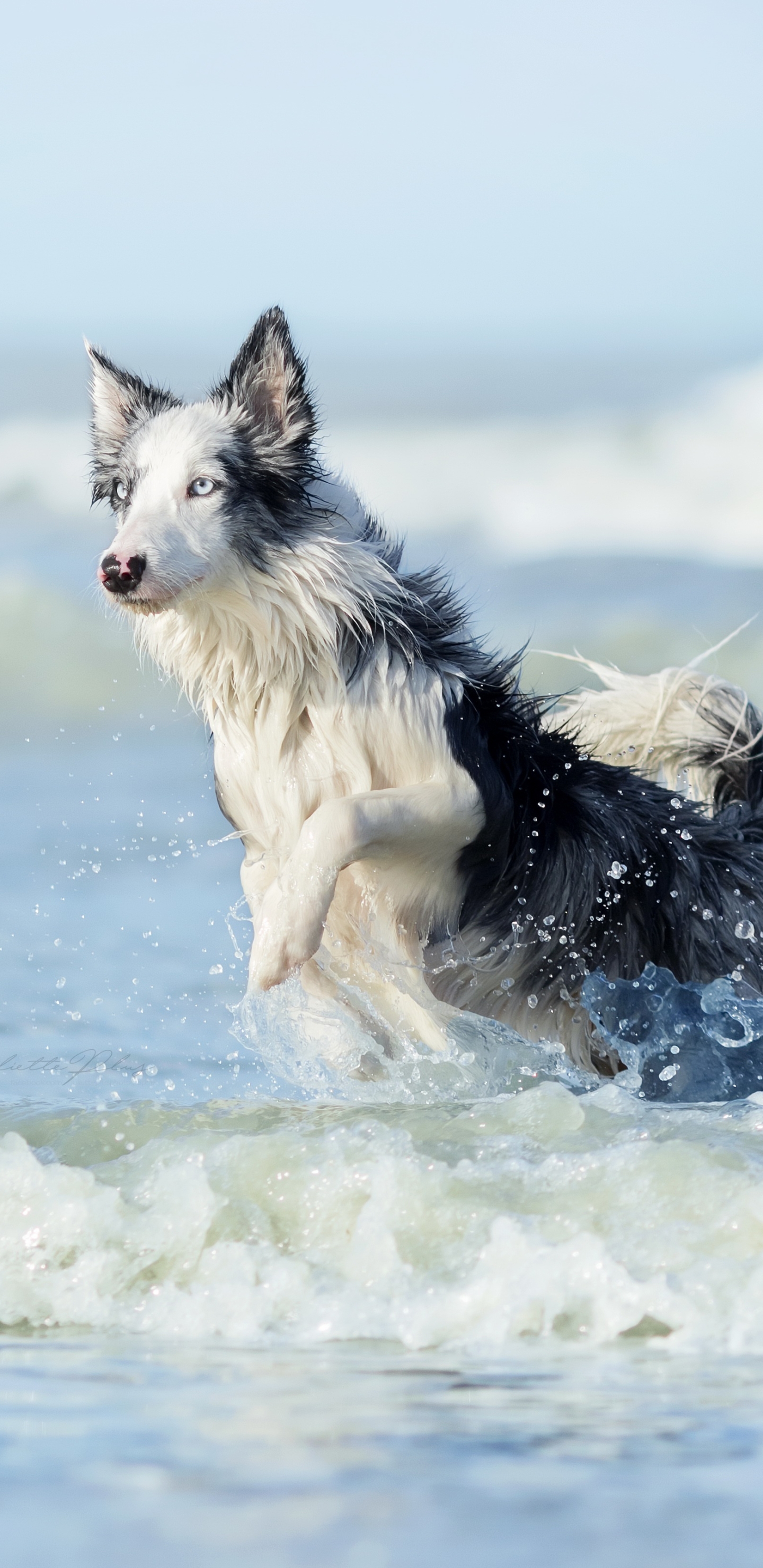 Baixar papel de parede para celular de Cães, Cão, Animais gratuito.