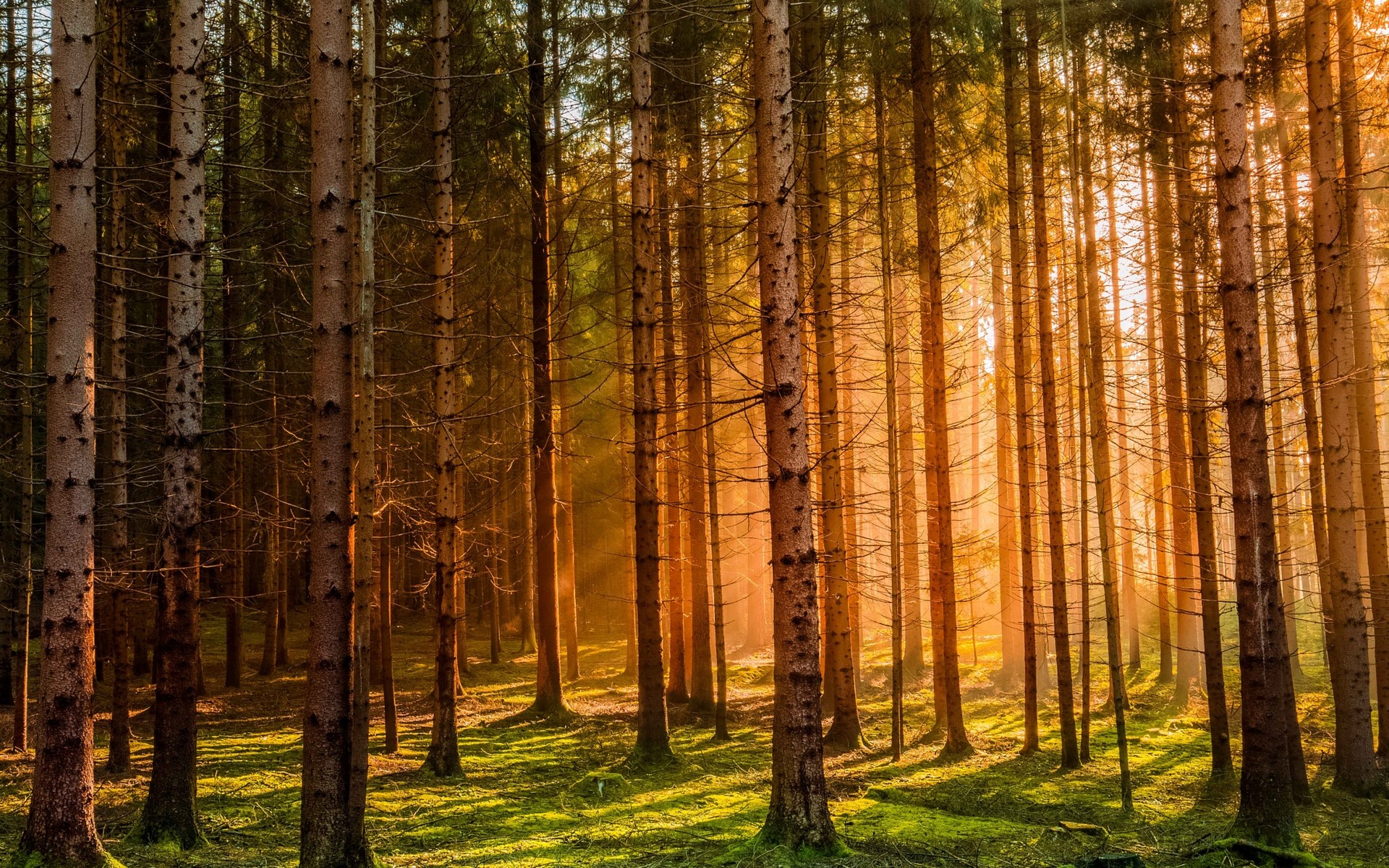 Téléchargez des papiers peints mobile Forêt, Rayon De Soleil, La Nature, Terre/nature gratuitement.