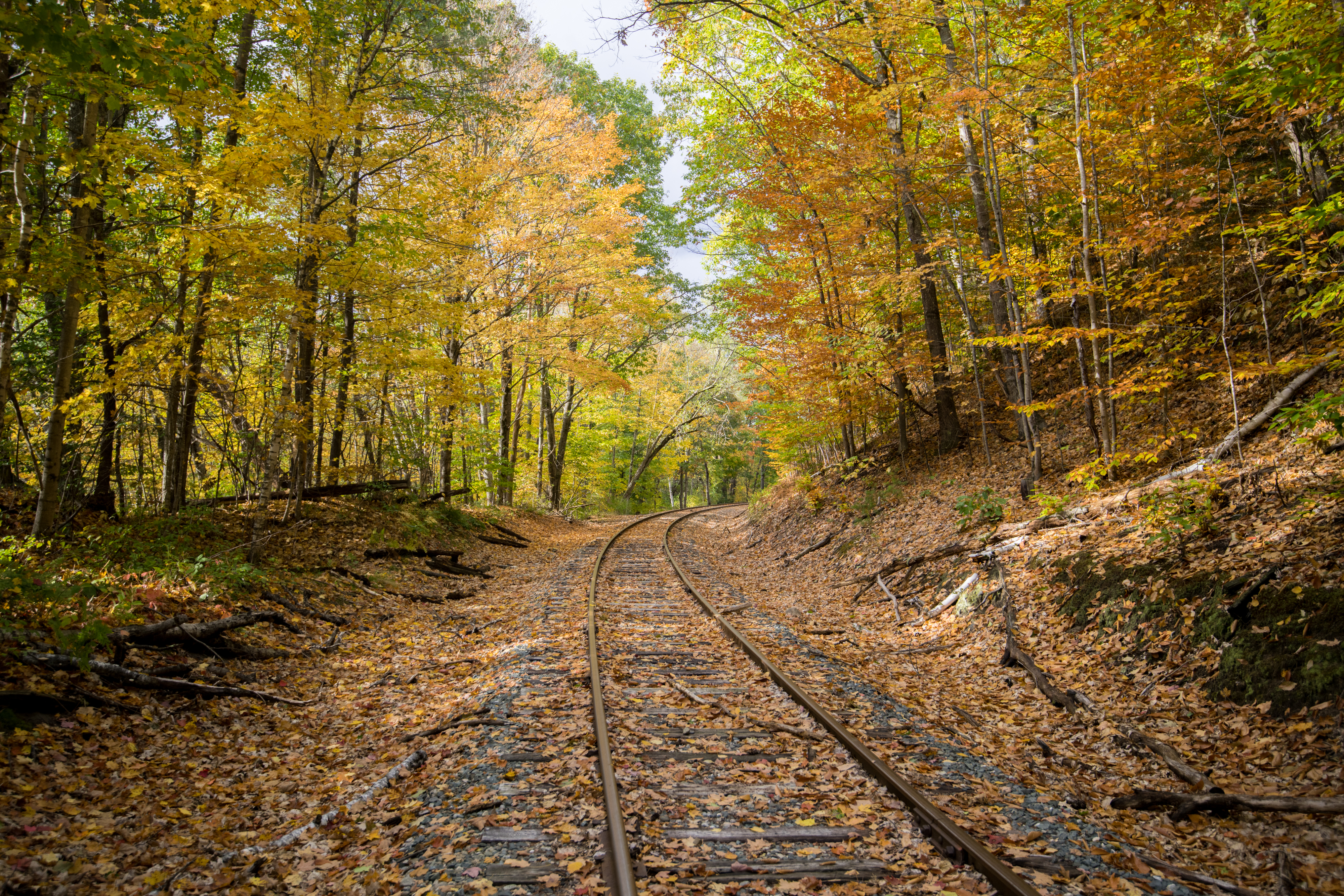 rails, nature, trees, autumn, forest, foliage
