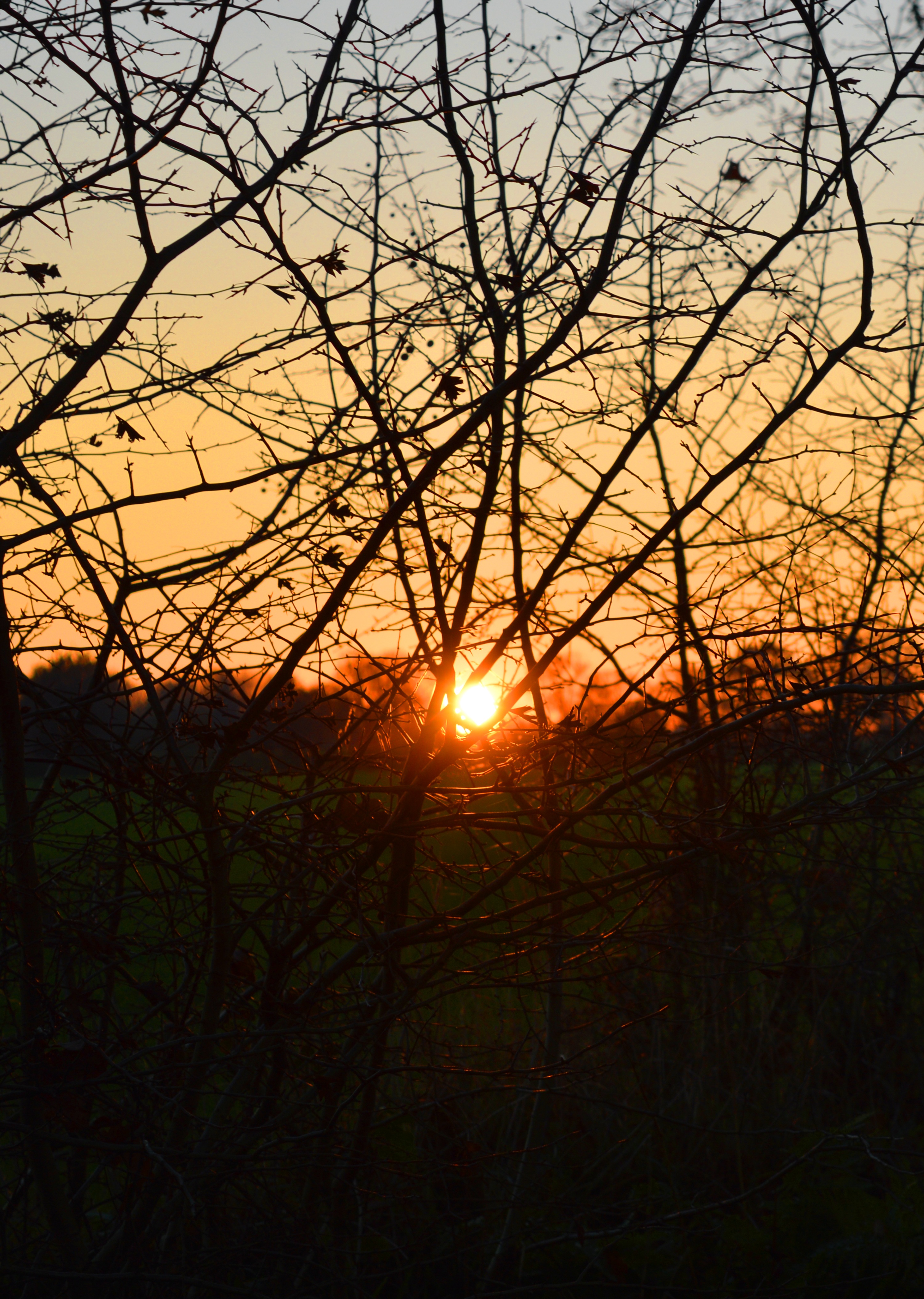 Download mobile wallpaper Bush, Branches, Evening, Sun, Nature, Sunset for free.