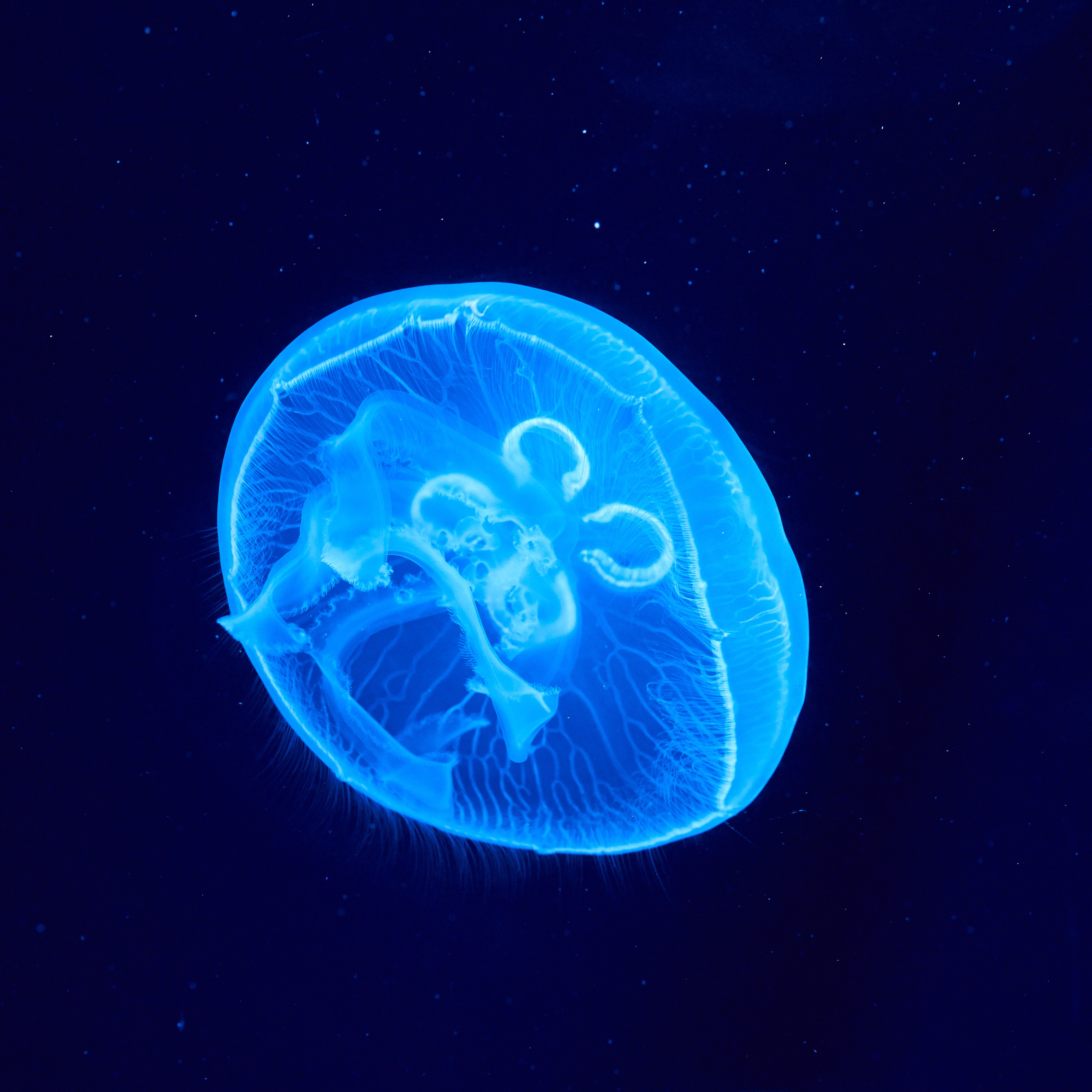 116289 baixar imagens animais, brilho, azul, brilhar, mundo subaquático, medusa - papéis de parede e protetores de tela gratuitamente