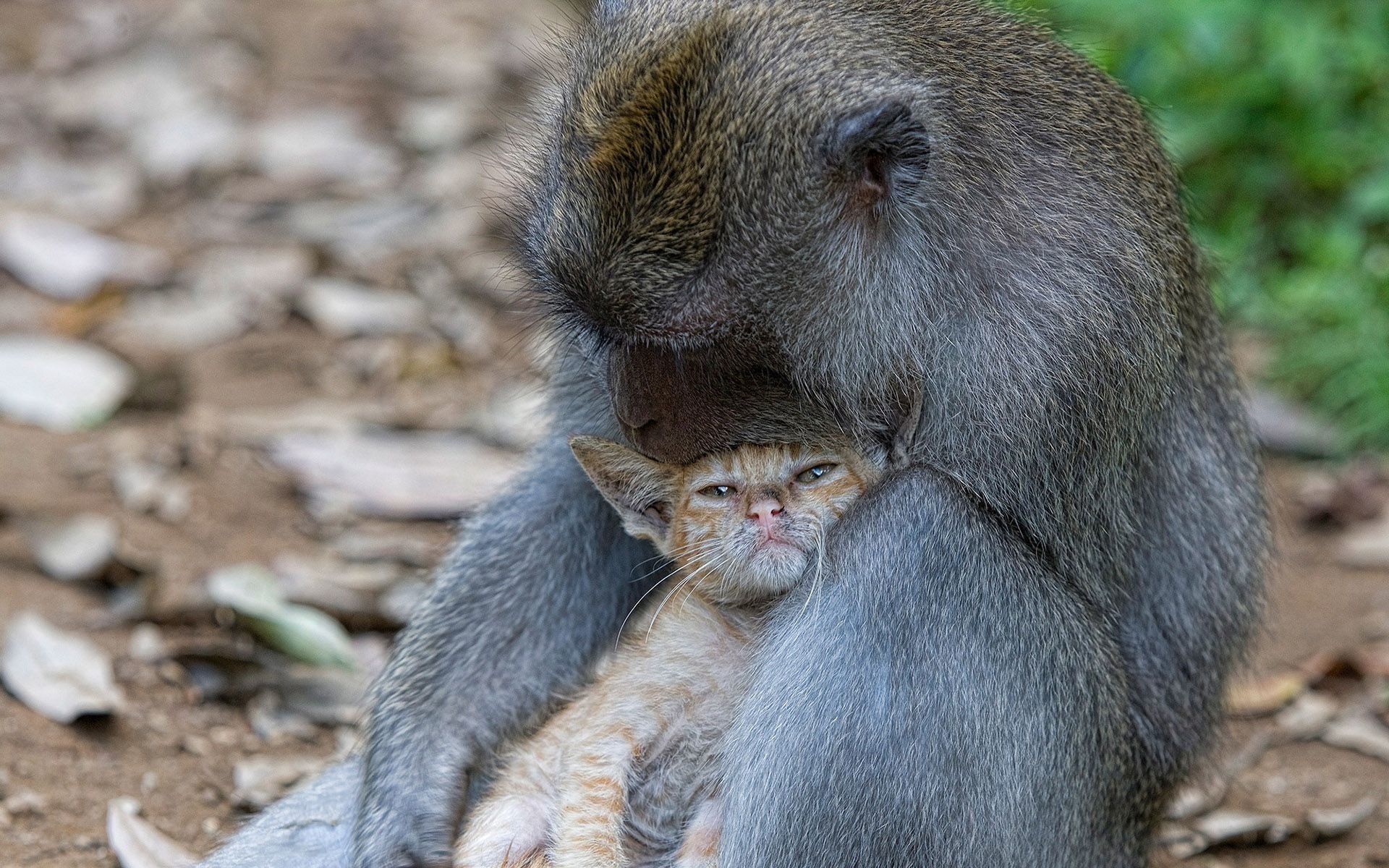 Descarga gratis la imagen Animales, Monos, Gatito, Mono, Abrazo, Parejas en el escritorio de tu PC