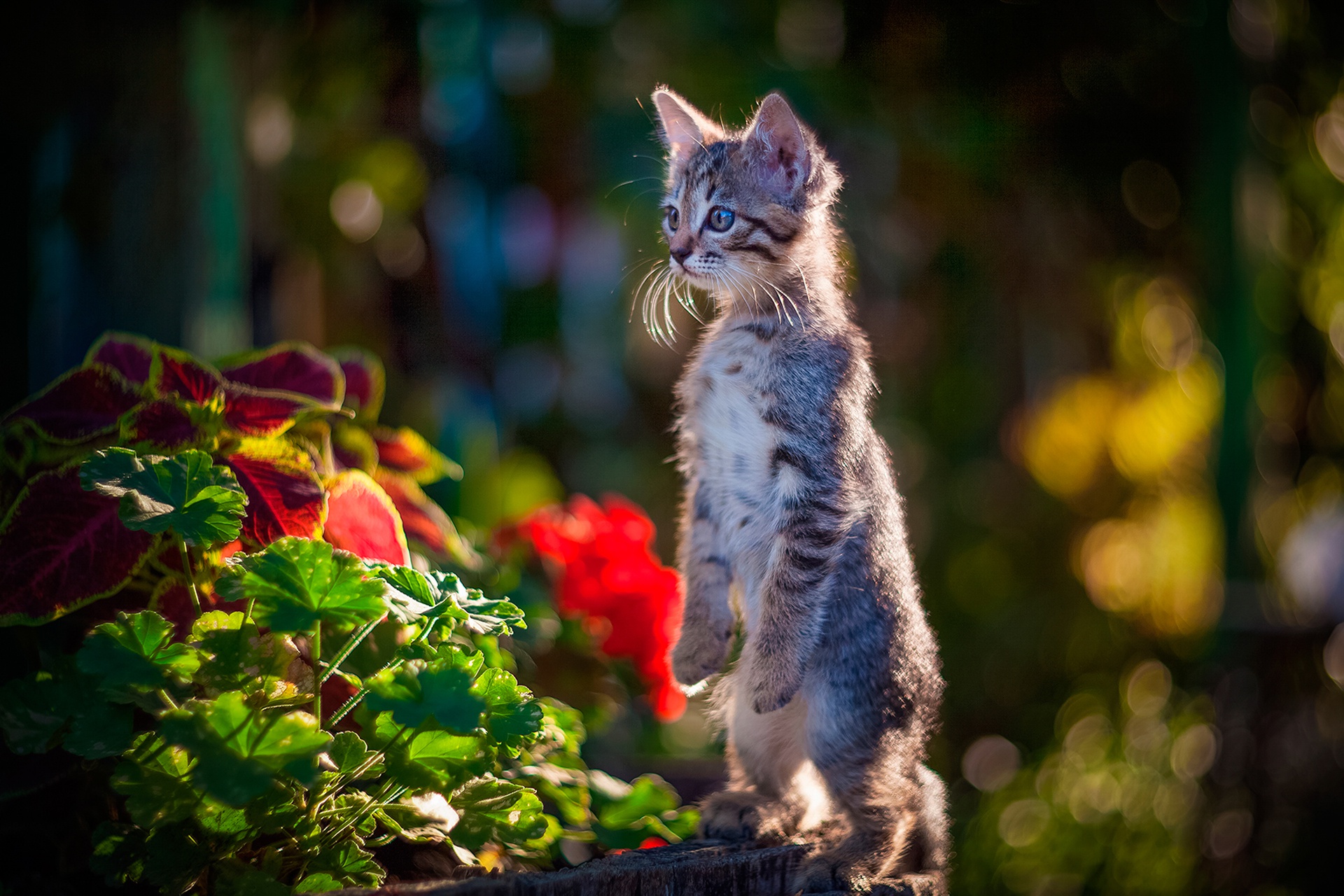 Free download wallpaper Cats, Cat, Kitten, Animal, Bokeh, Baby Animal on your PC desktop