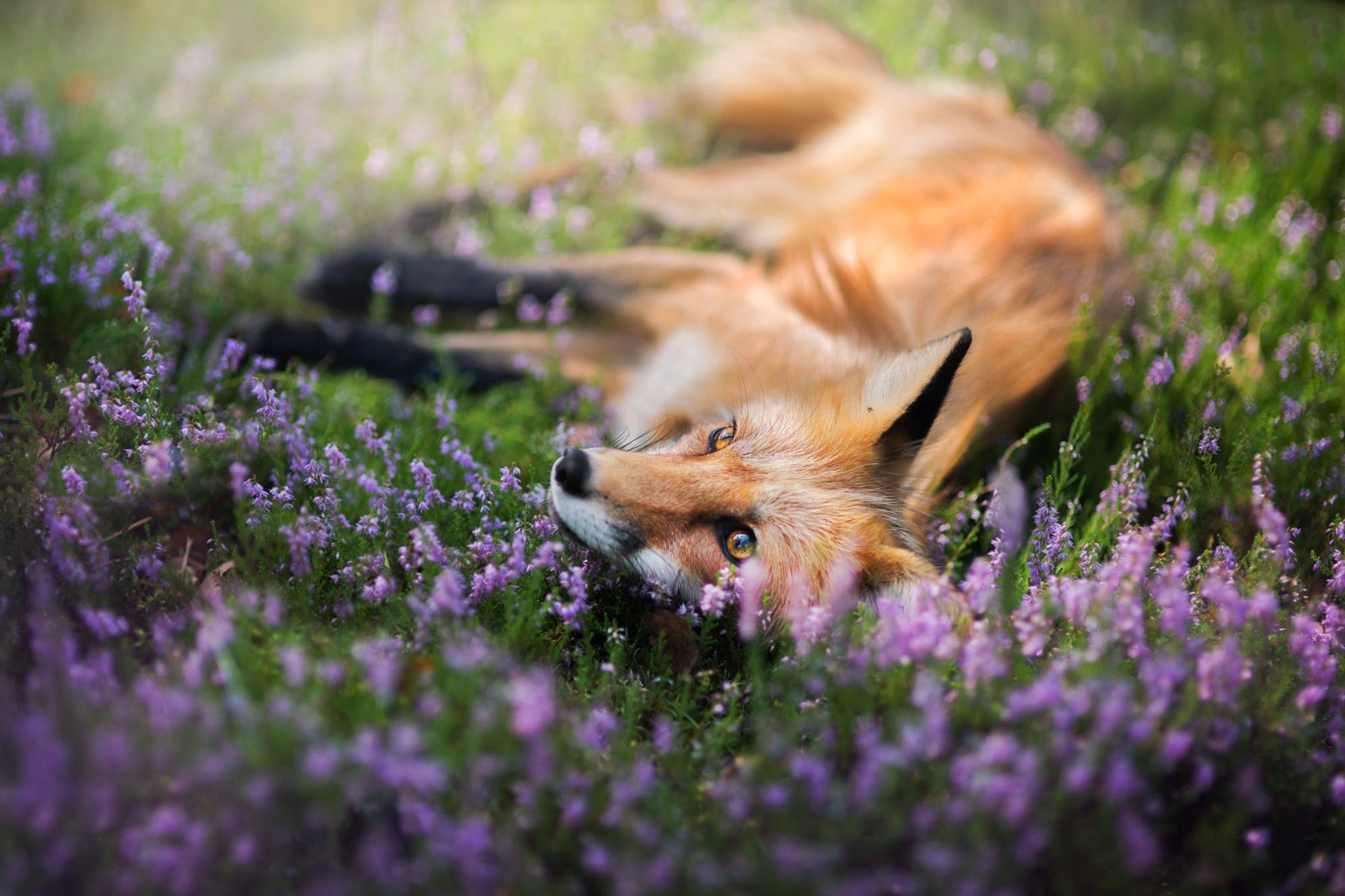 Download mobile wallpaper Fox, Animal, Purple Flower for free.