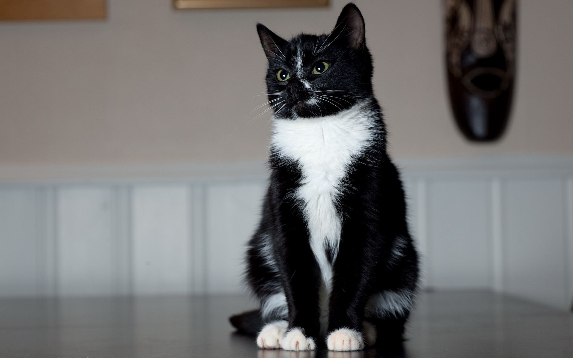 78753壁紙のダウンロード動物, ネコ, 猫, 足, 座っています, 座って, 黒と白, 白黒-スクリーンセーバーと写真を無料で