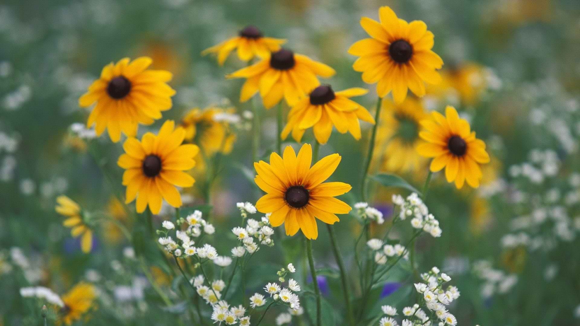 Téléchargez gratuitement l'image Fleurs, Fleur, Terre/nature sur le bureau de votre PC