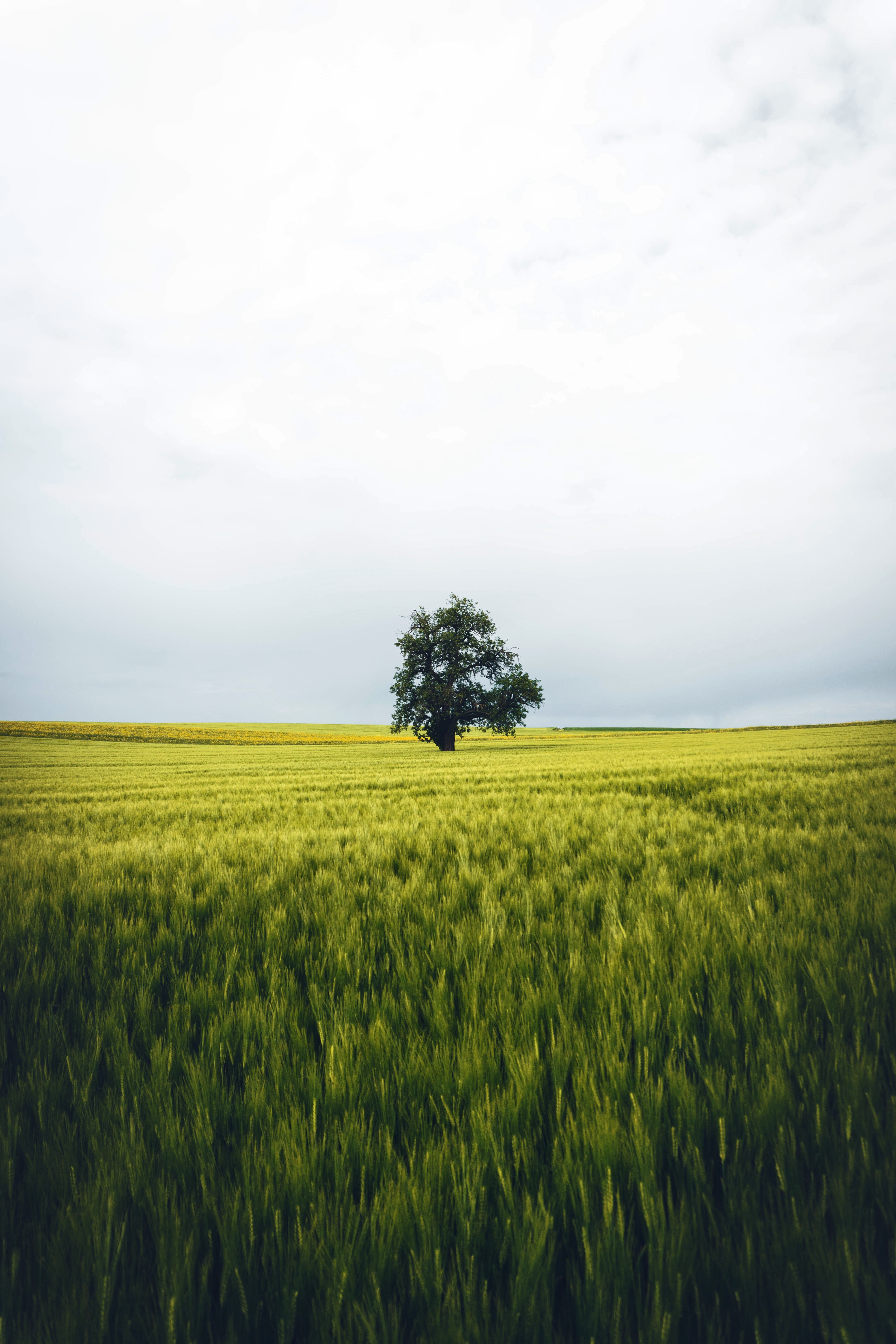 Download mobile wallpaper Field, Wood, Tree, Nature, Landscape, Lonely, Alone for free.