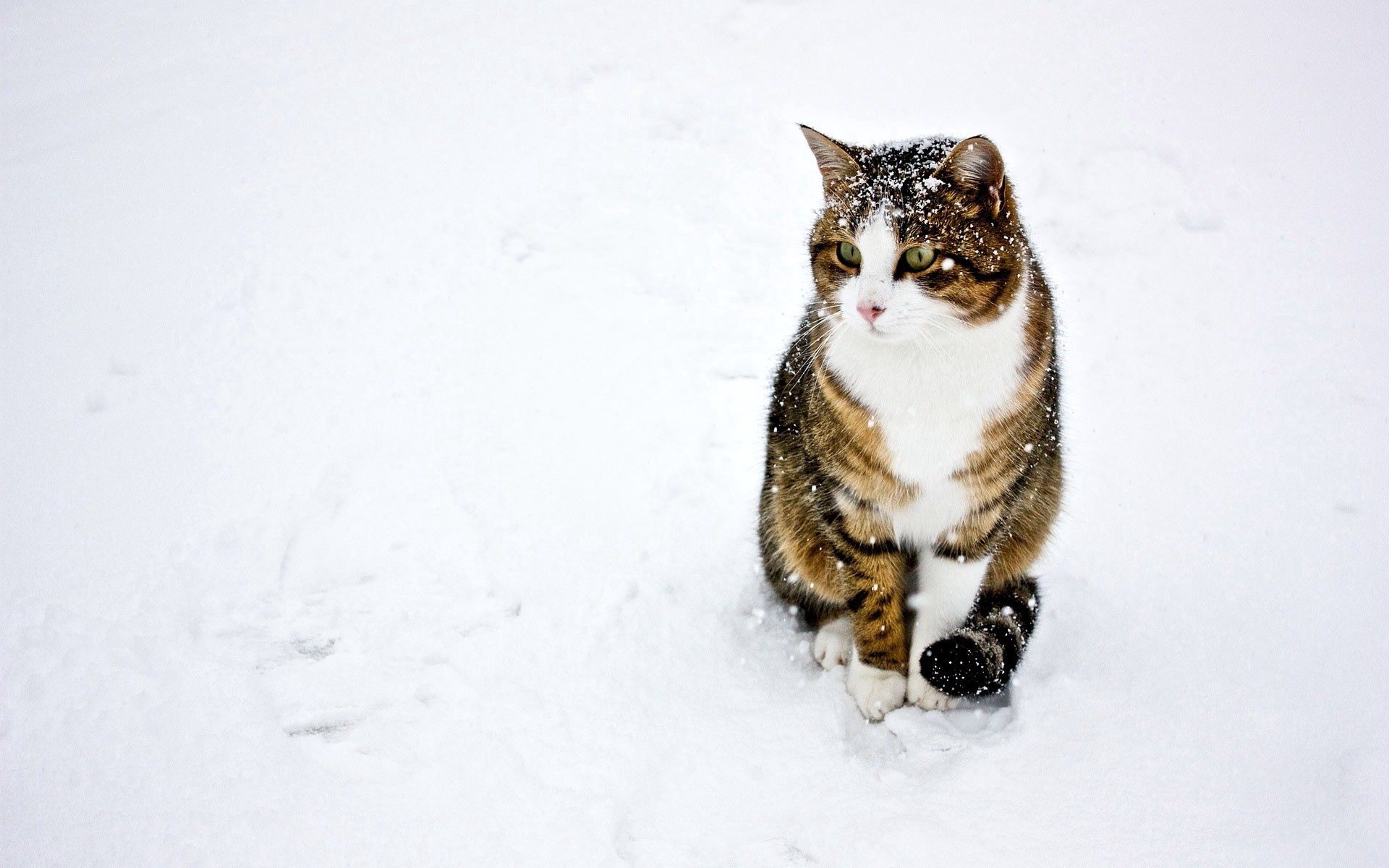 Download mobile wallpaper Spotted, Spotty, Striped, Stroll, Snow, Animals, Winter, Cat for free.