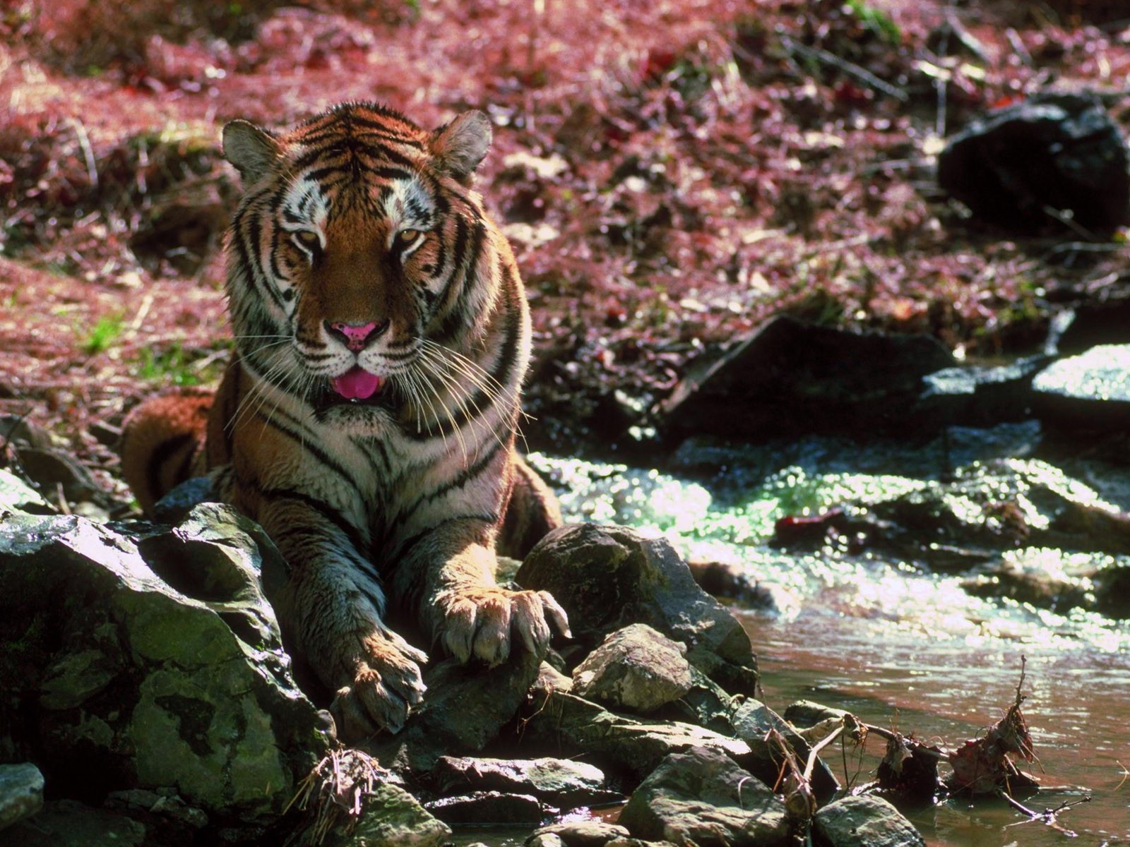 Téléchargez gratuitement l'image Animaux, Chats, Tigre sur le bureau de votre PC