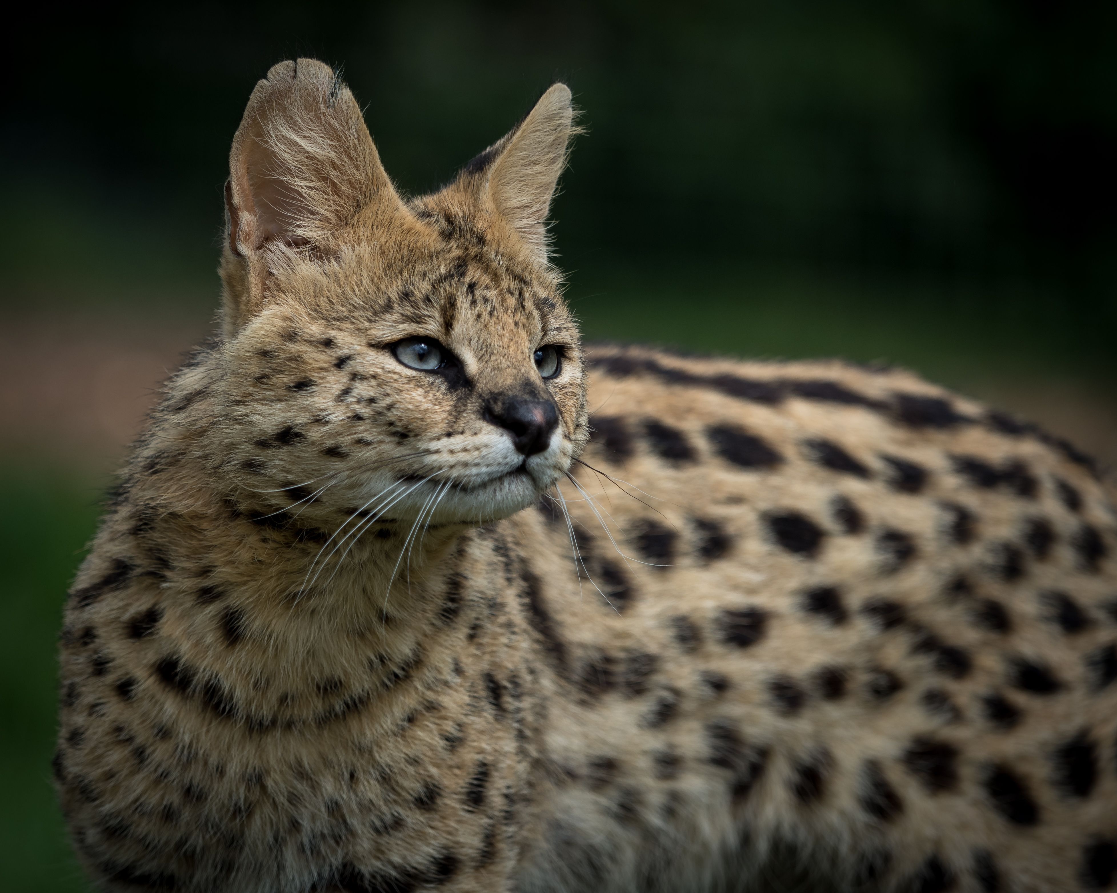 358068 Bild herunterladen tiere, serval, katzen - Hintergrundbilder und Bildschirmschoner kostenlos