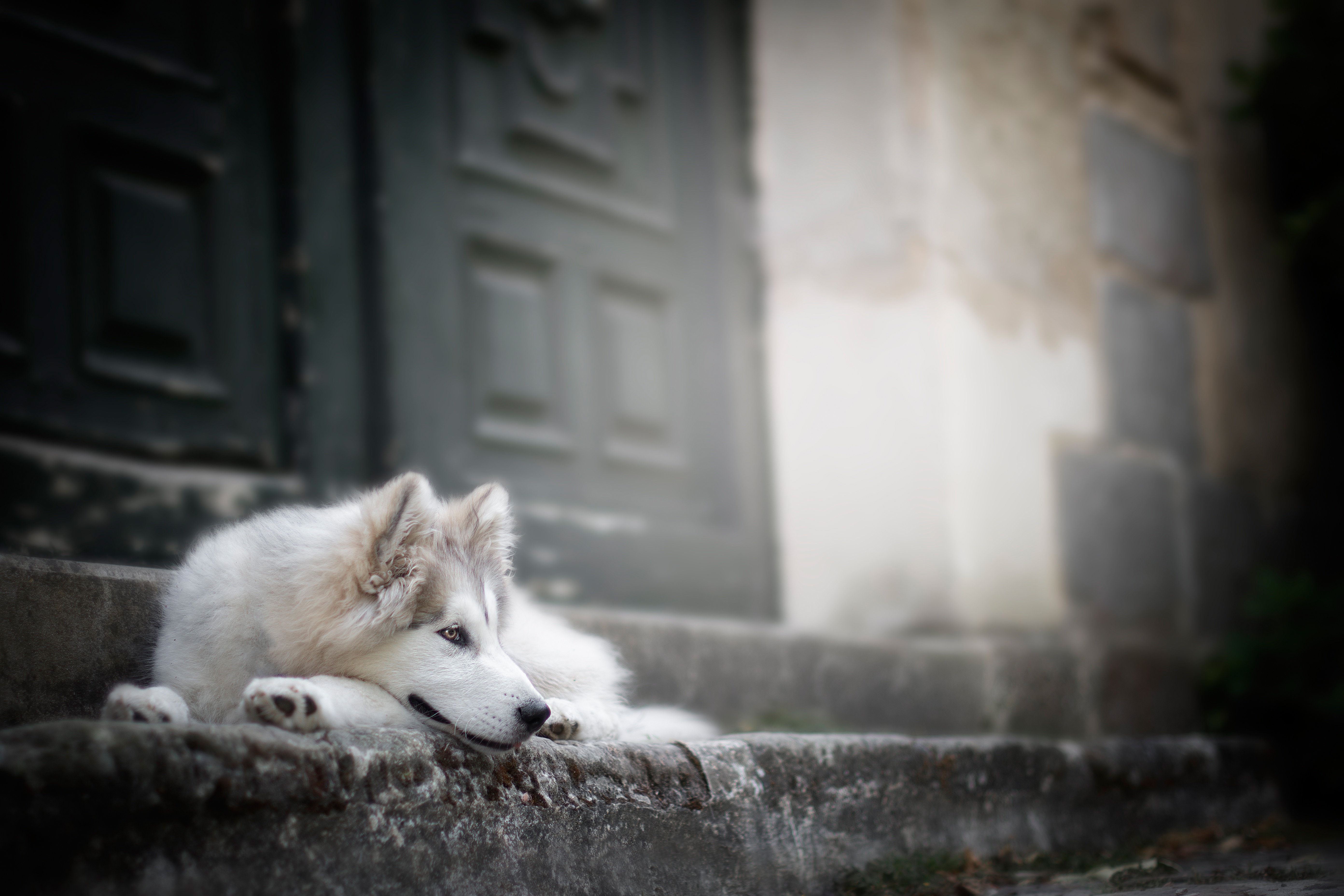 Baixar papel de parede para celular de Animais, Cães, Cão, Husky Siberiano gratuito.